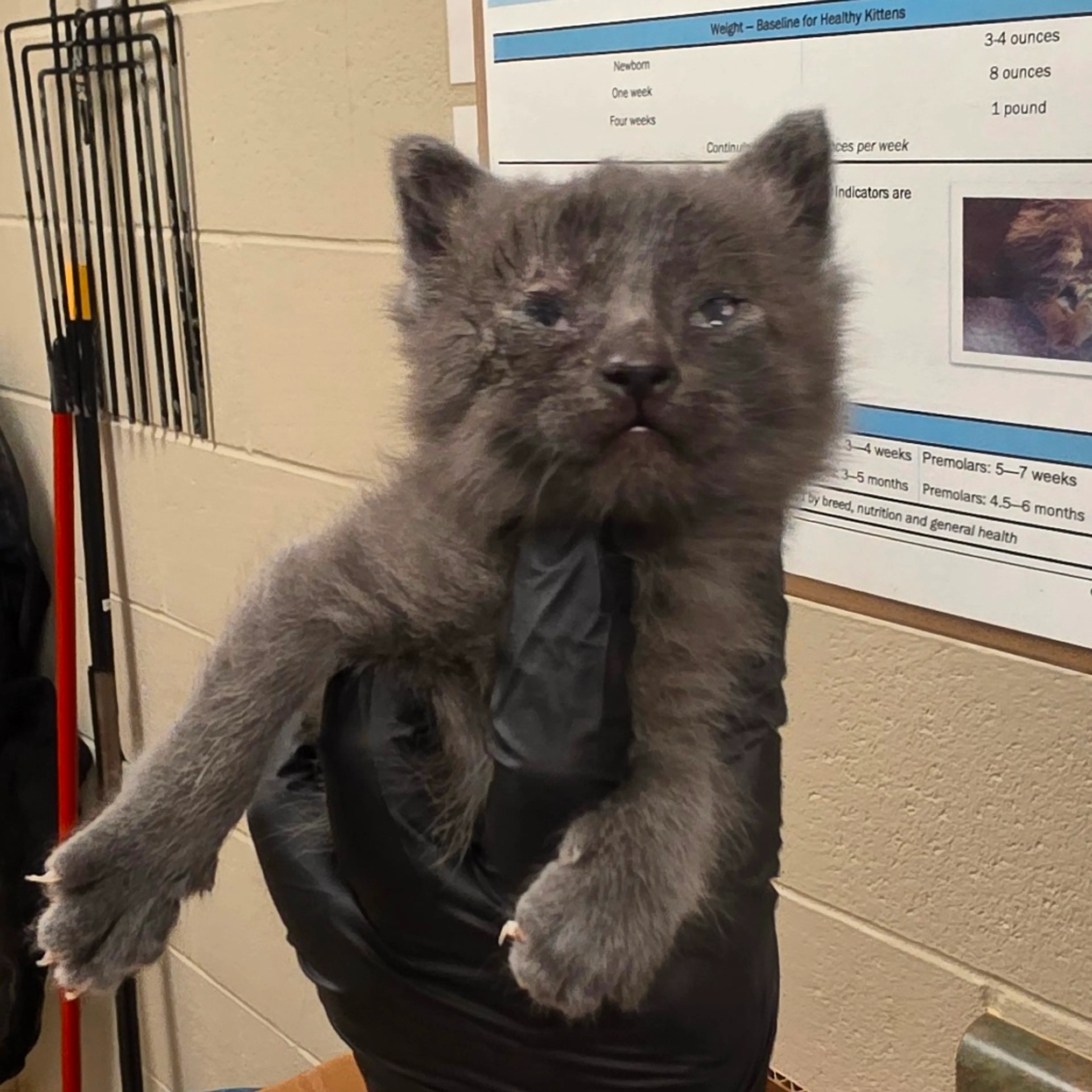 Found pet