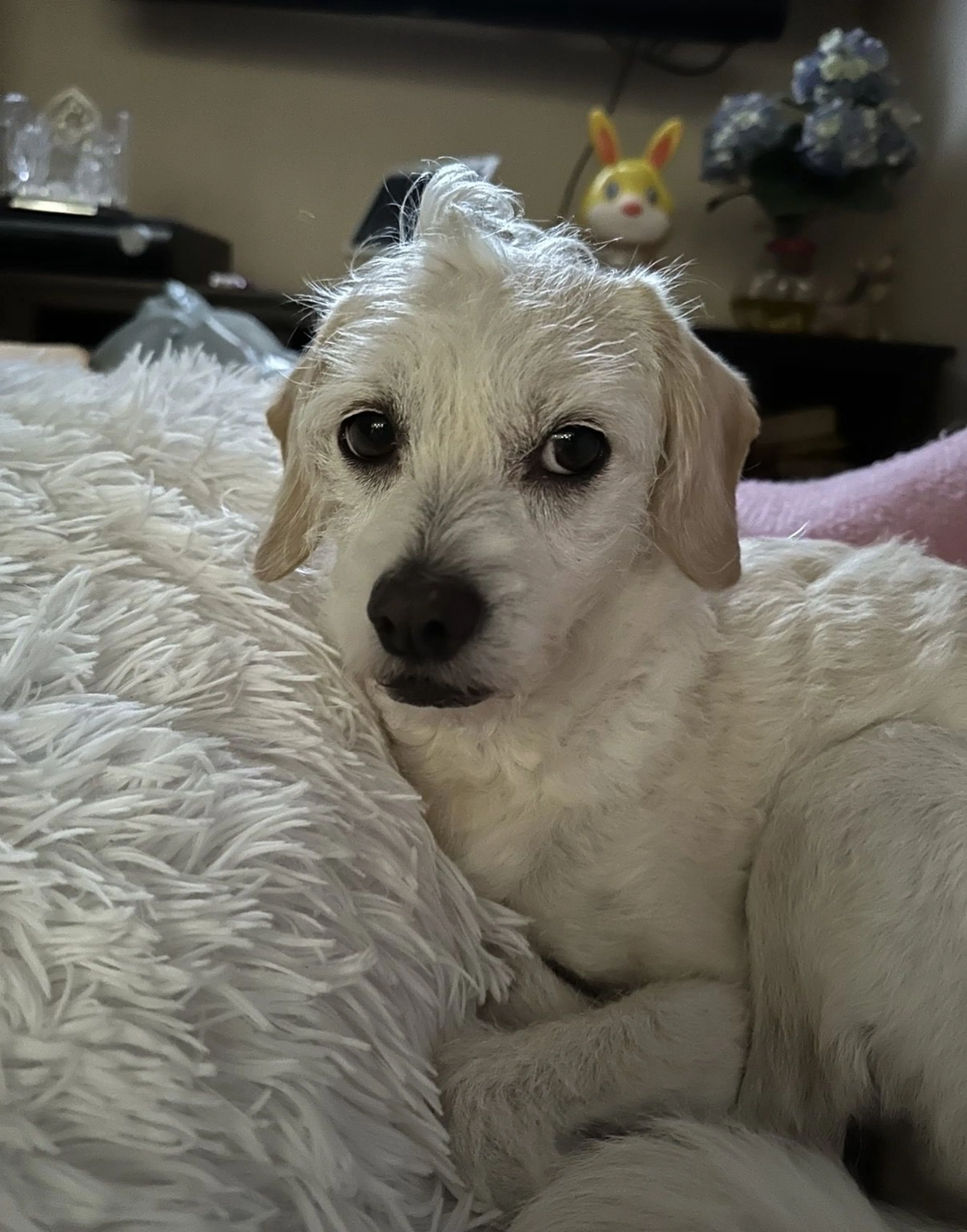 Lost pet