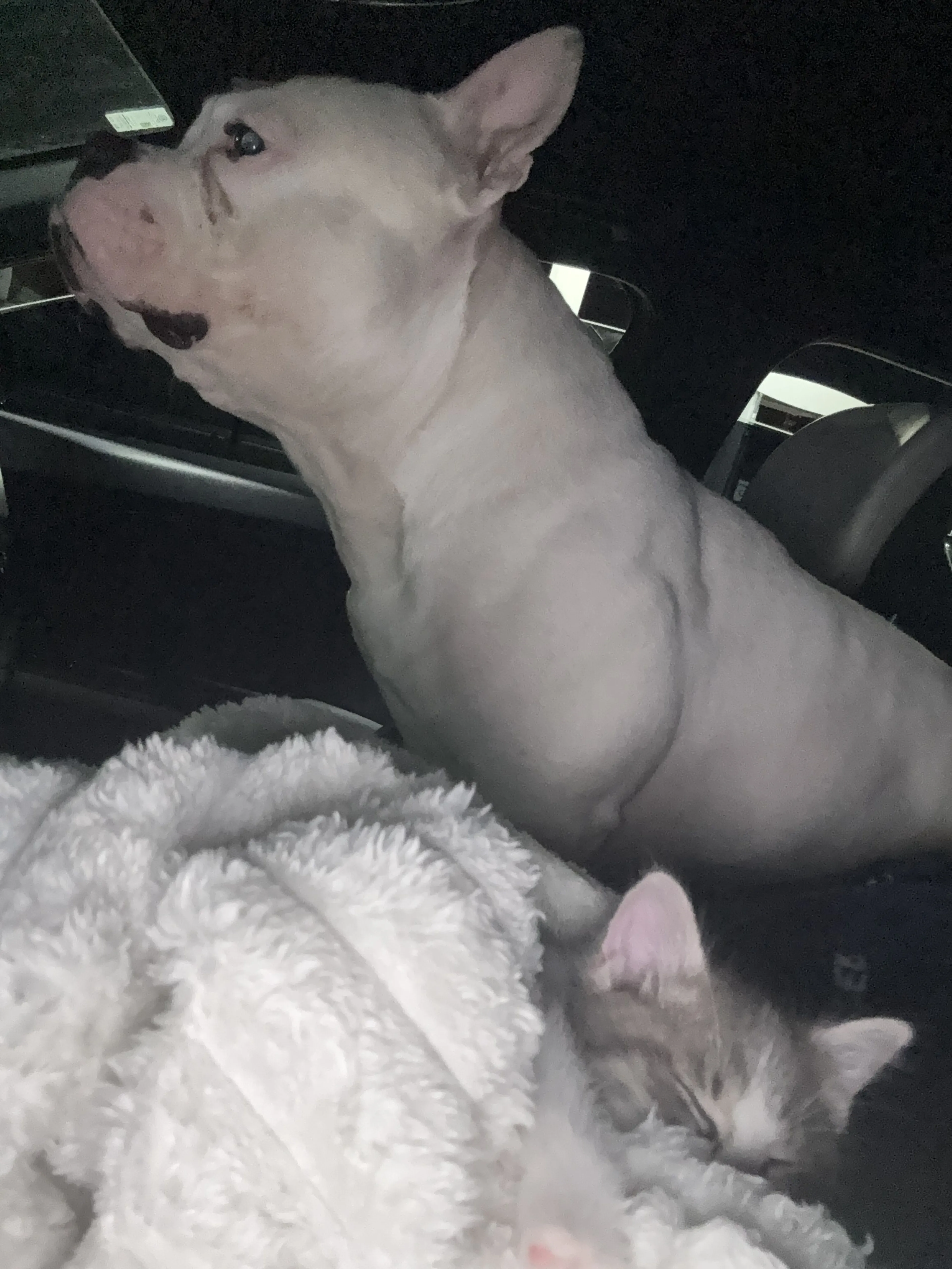 Lost pet-1