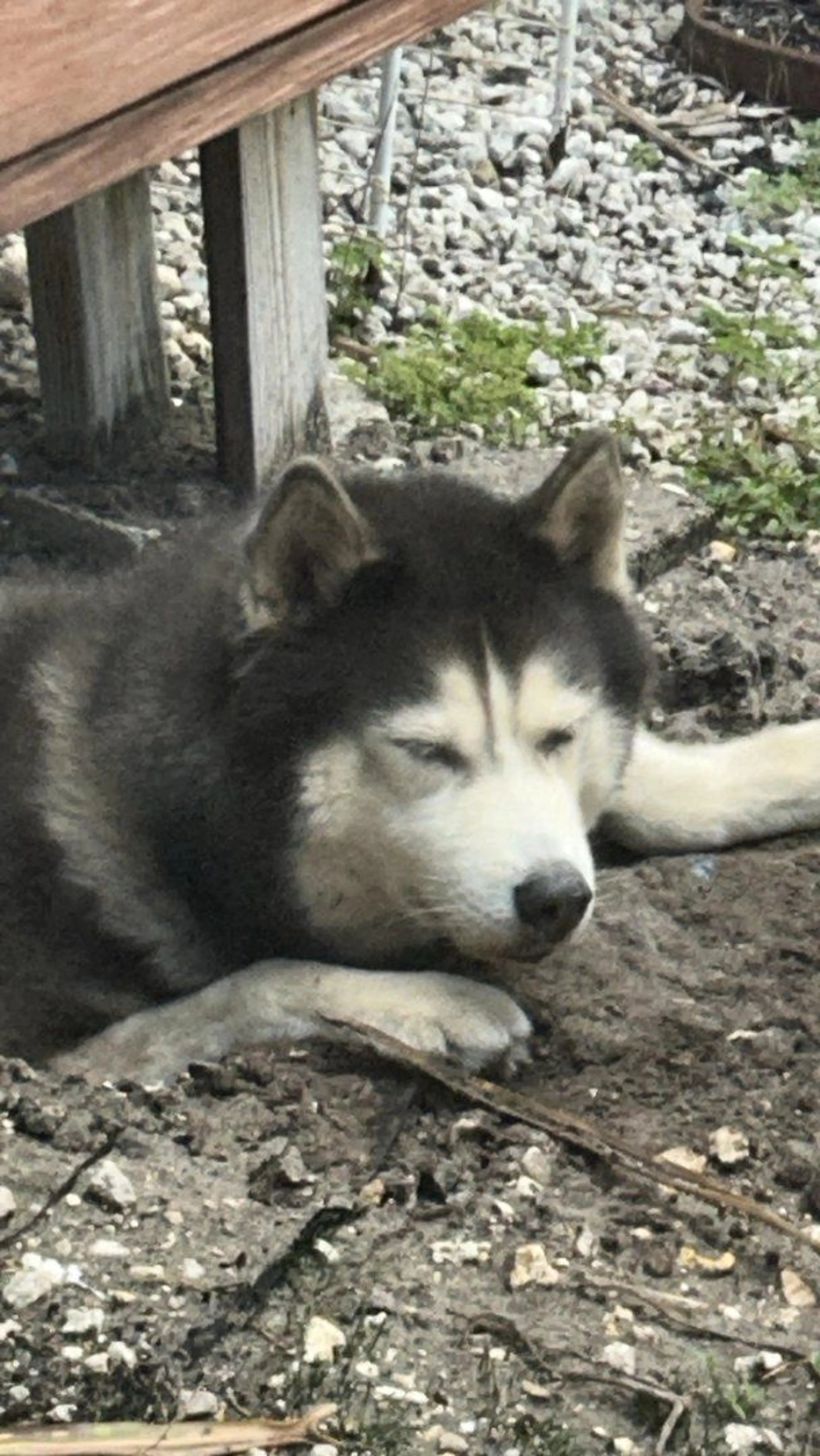 Lost pet