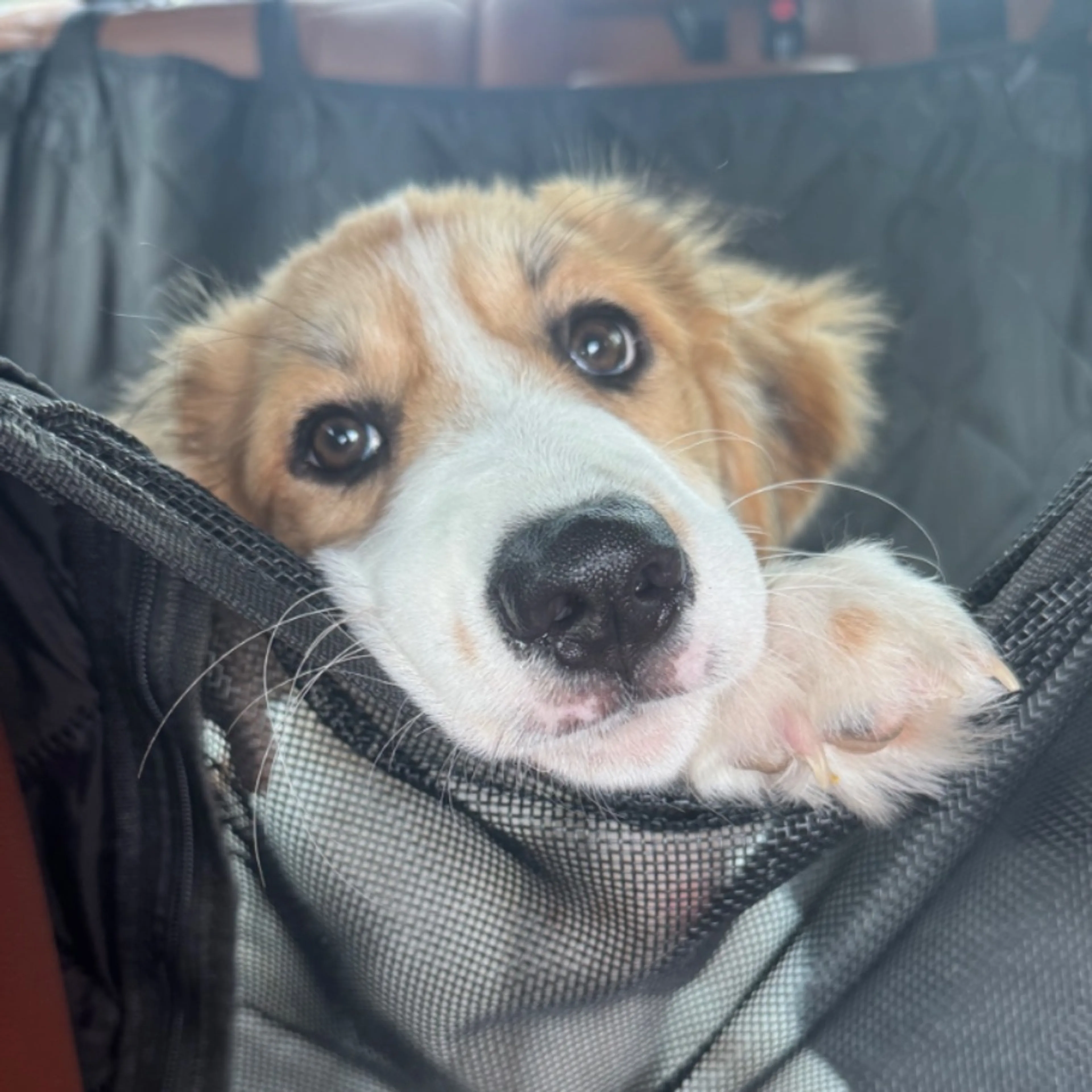 Found pet