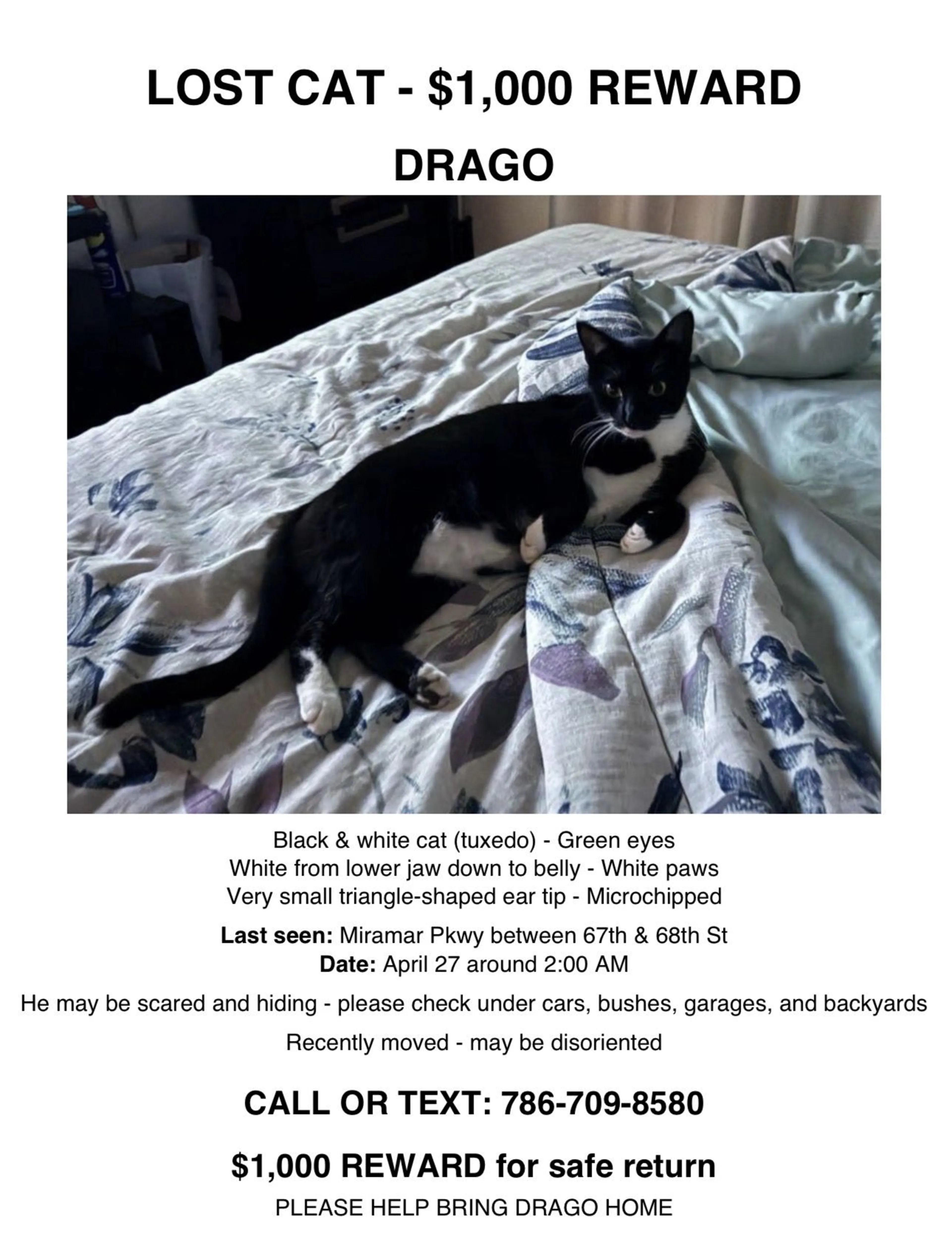 Lost pet-0