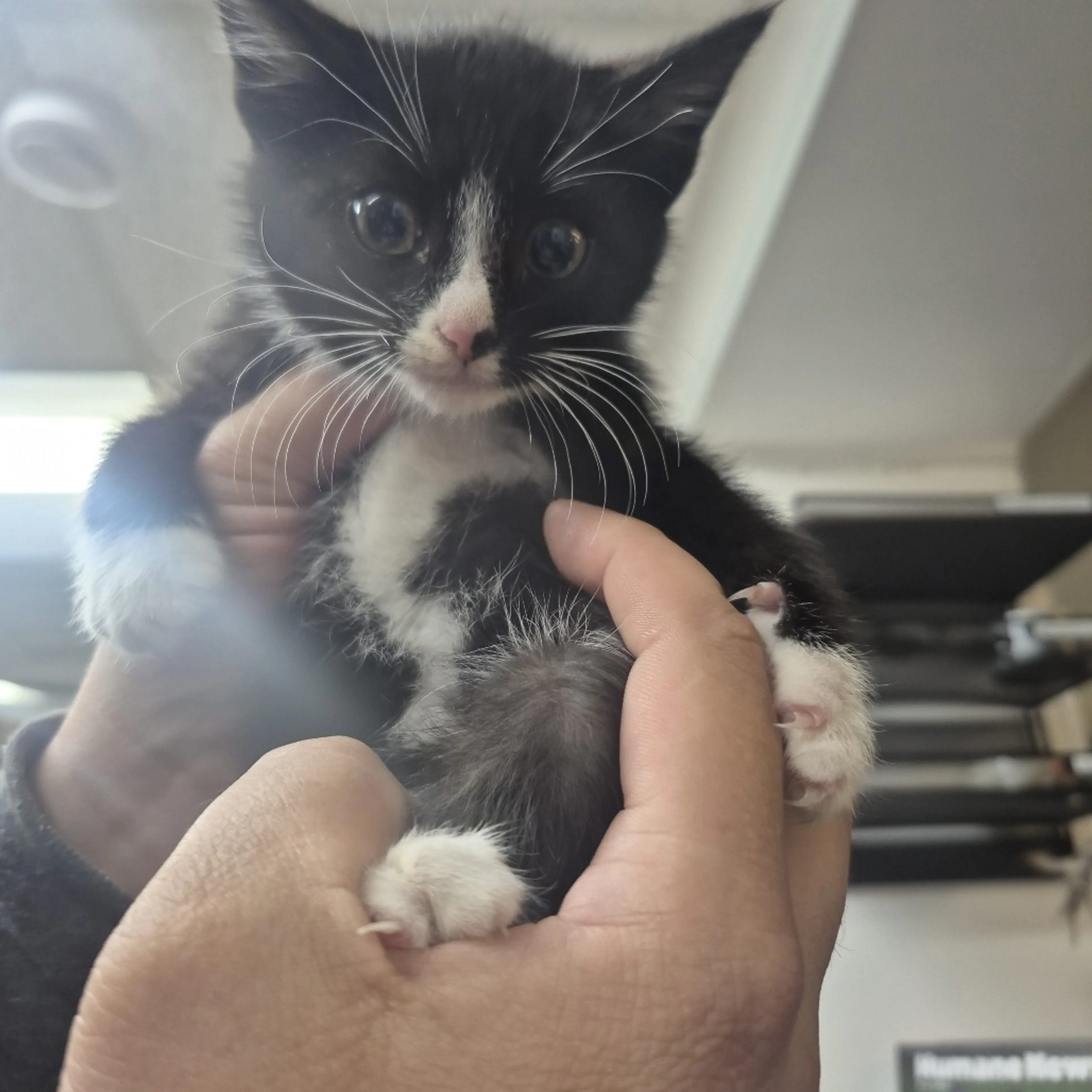 Found pet