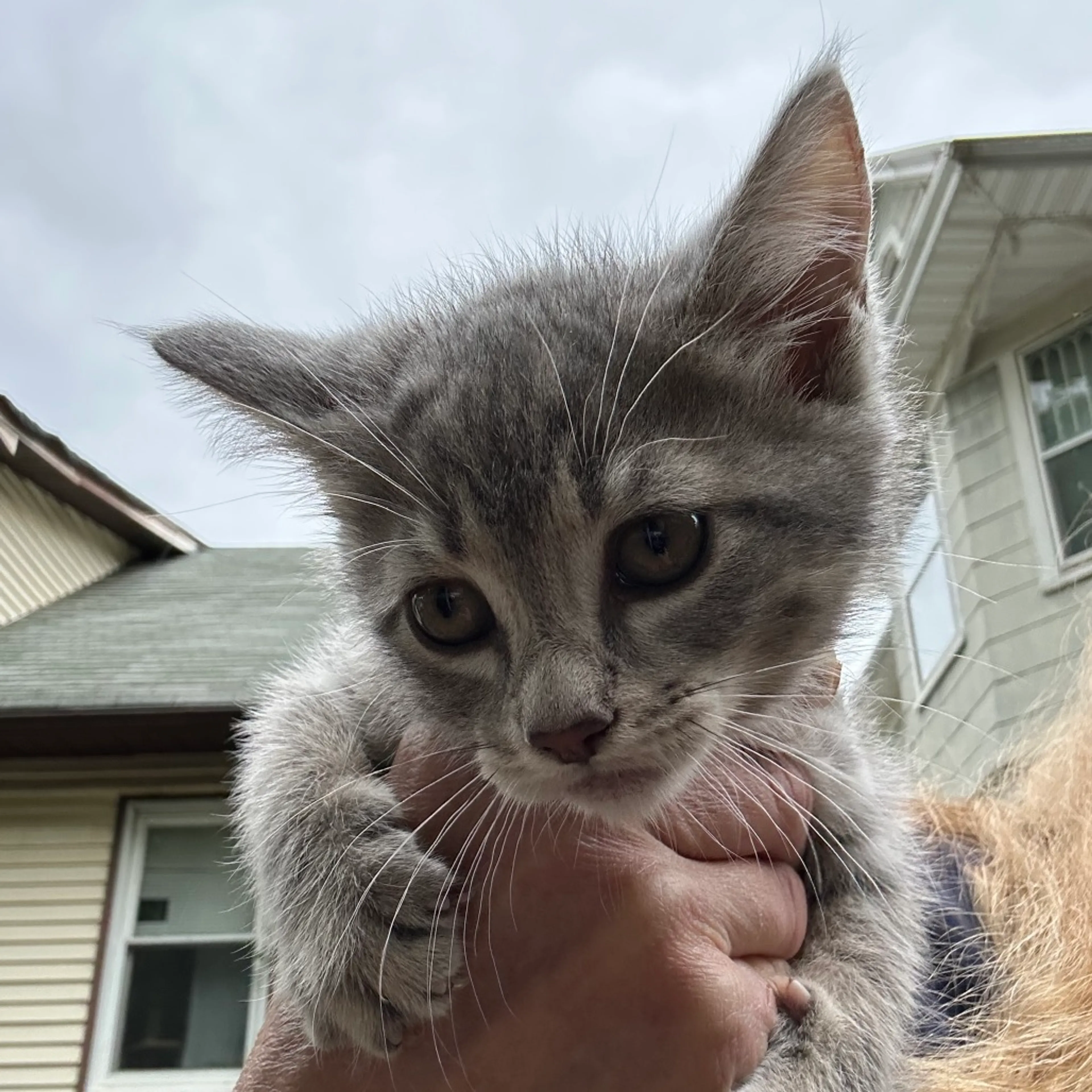 Found pet