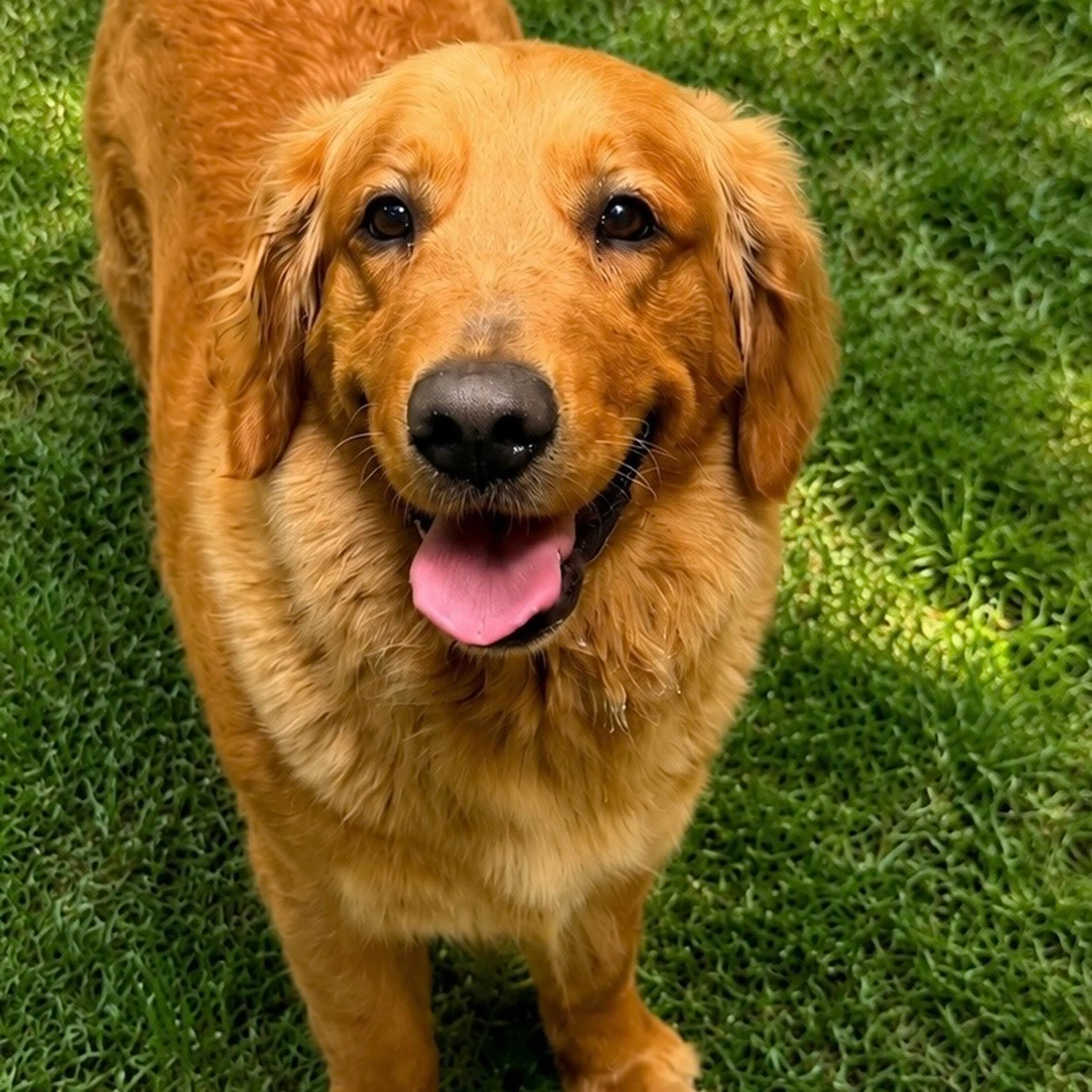 Found pet-0