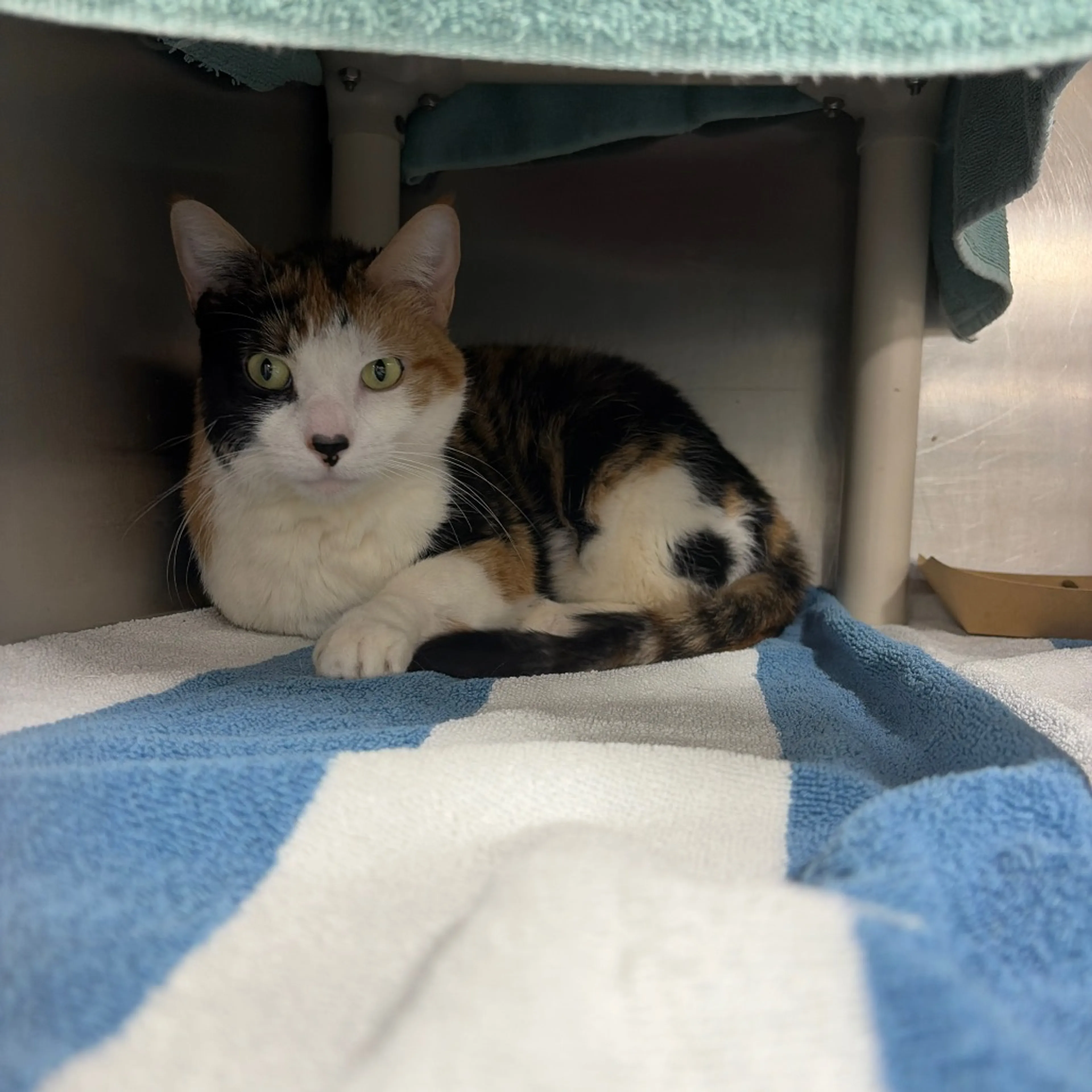 Found pet-1