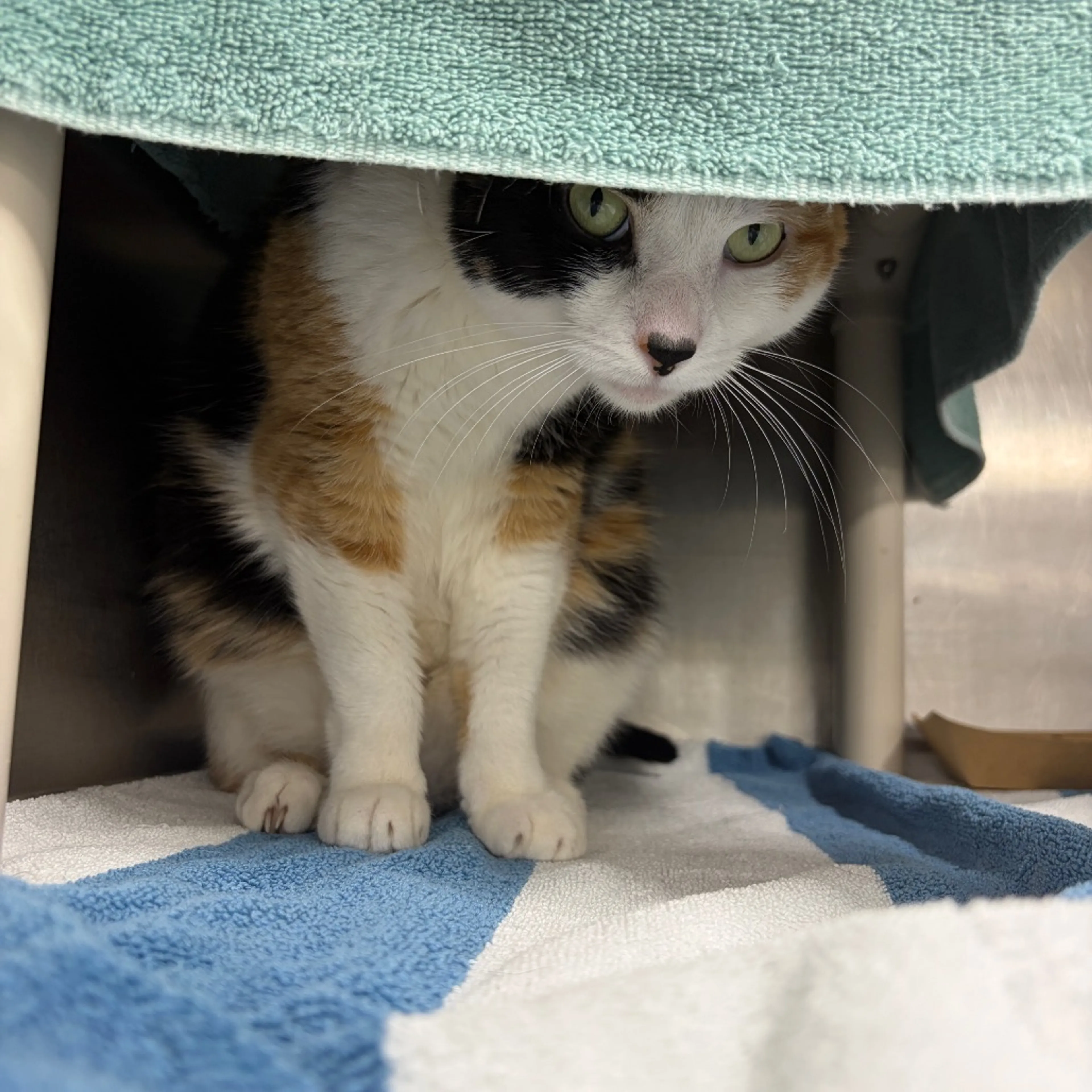 Found pet-2