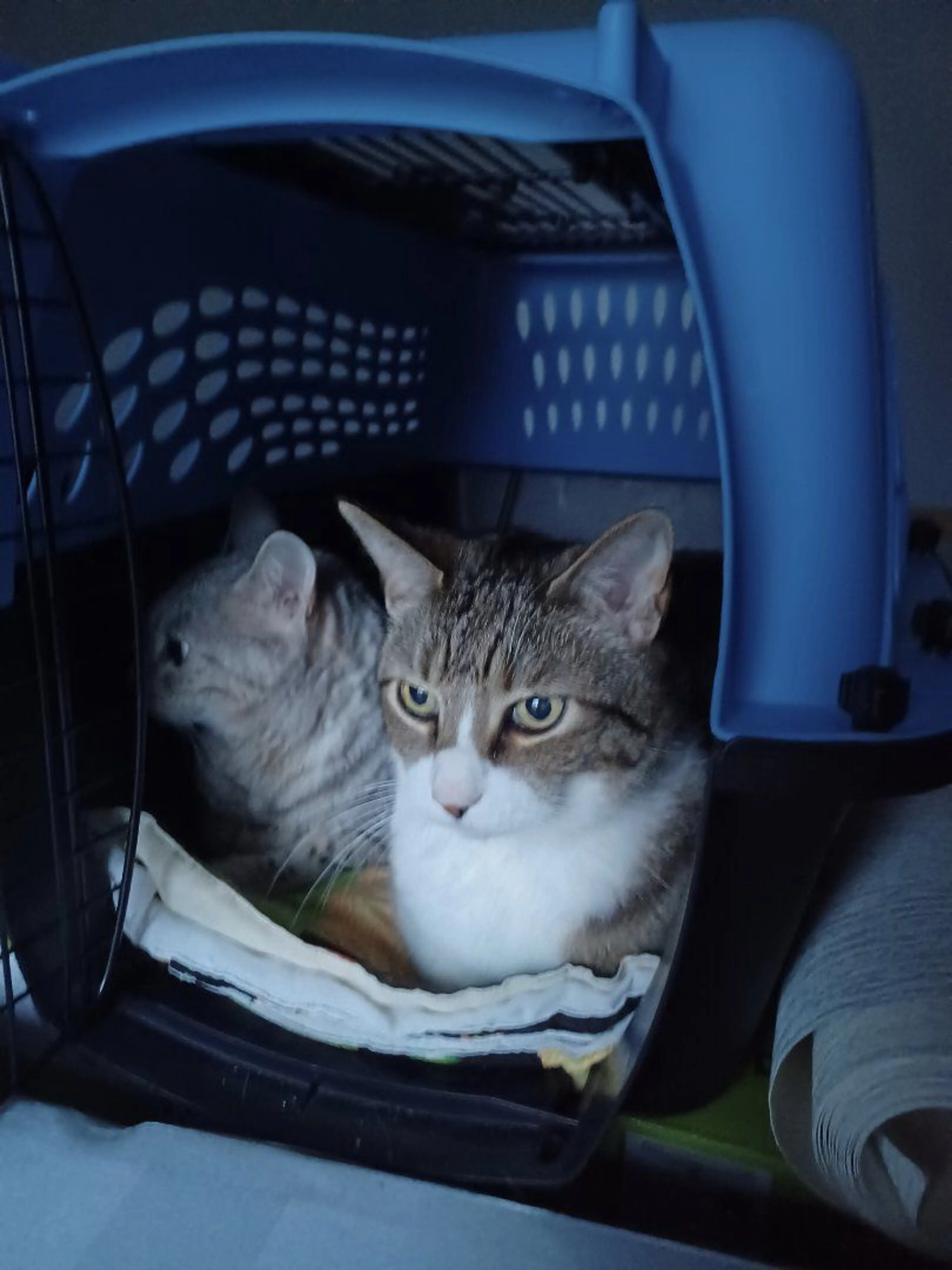 Lost pet-2