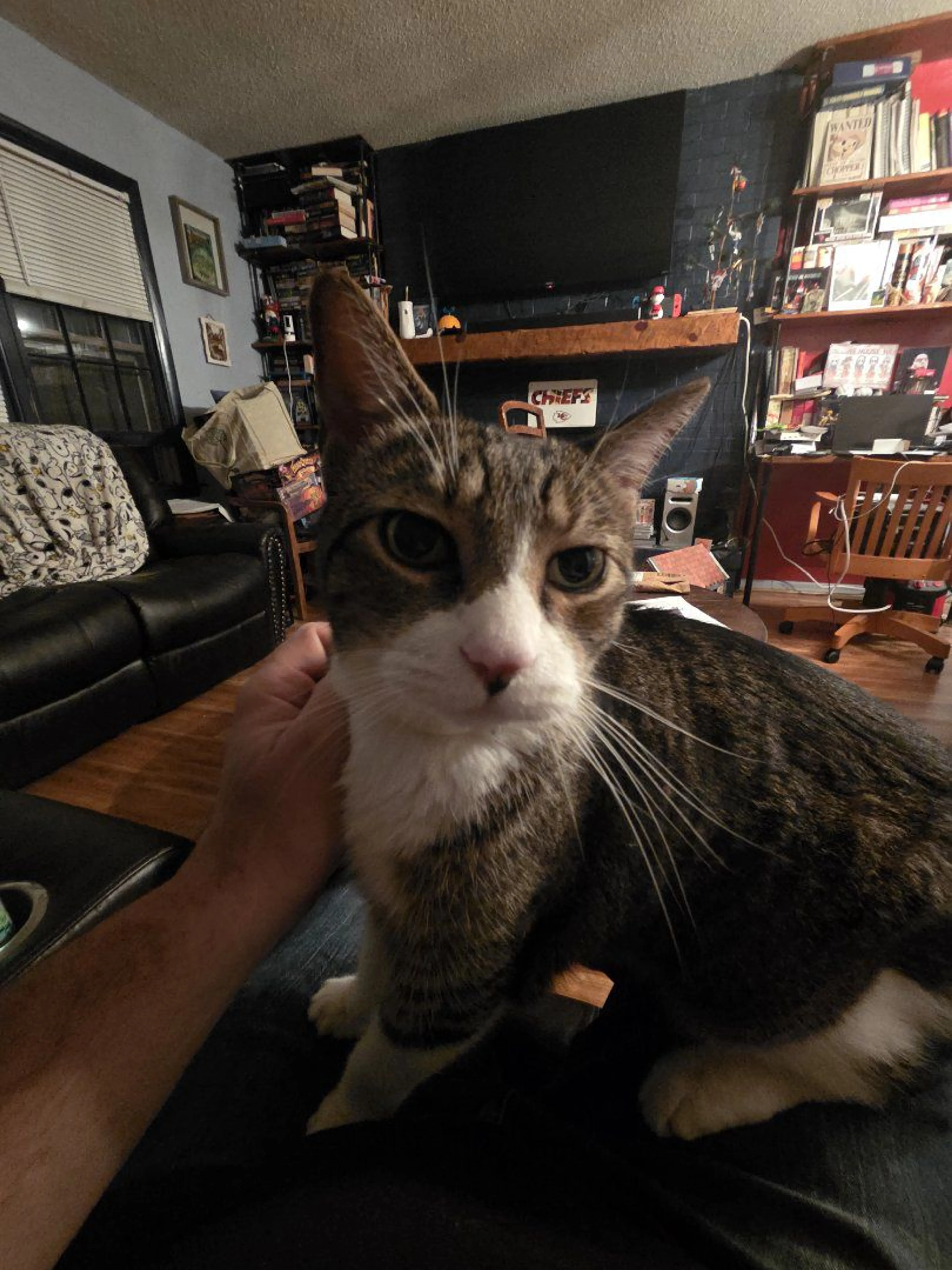 Lost pet-1