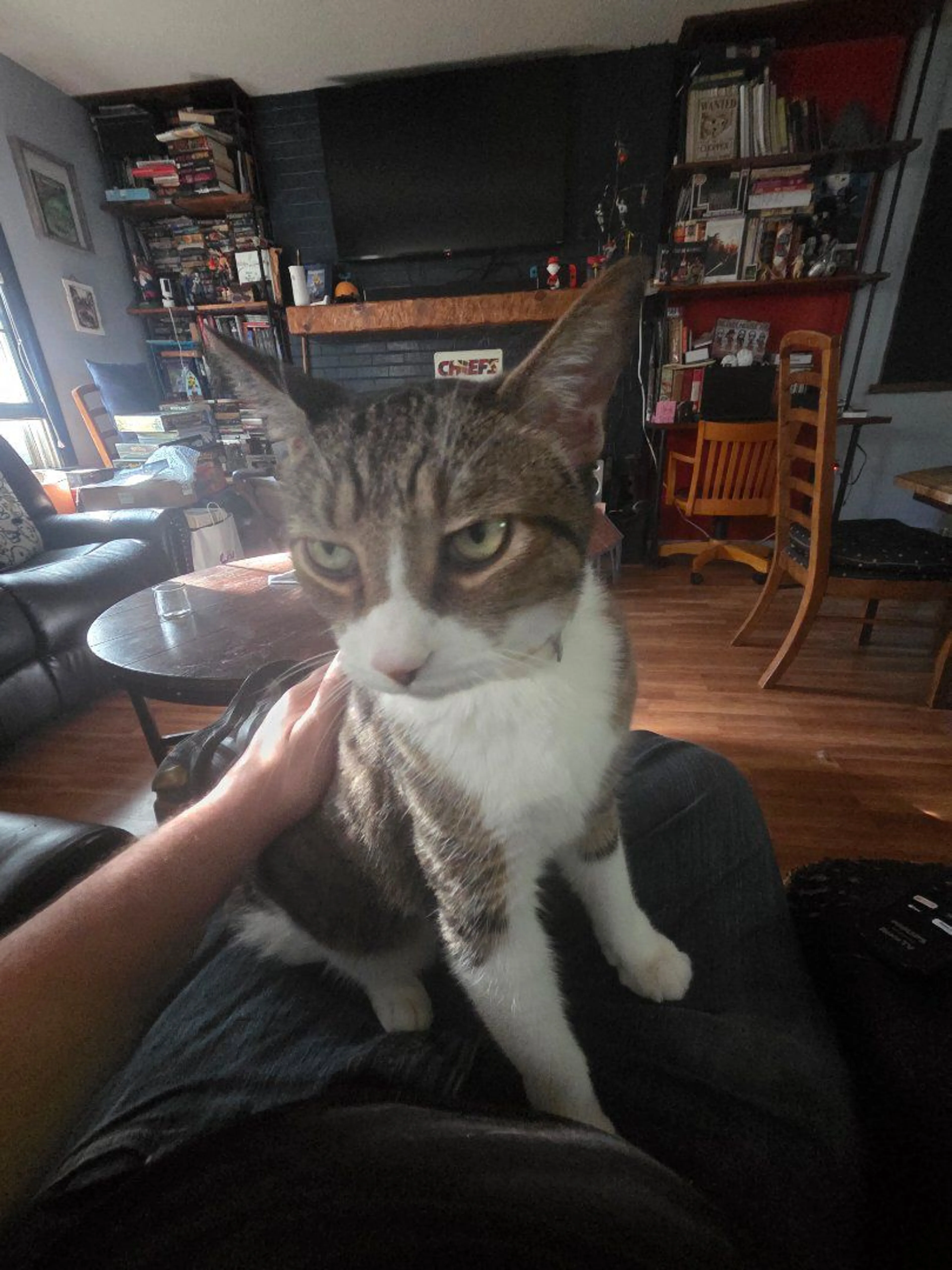 Lost pet-0