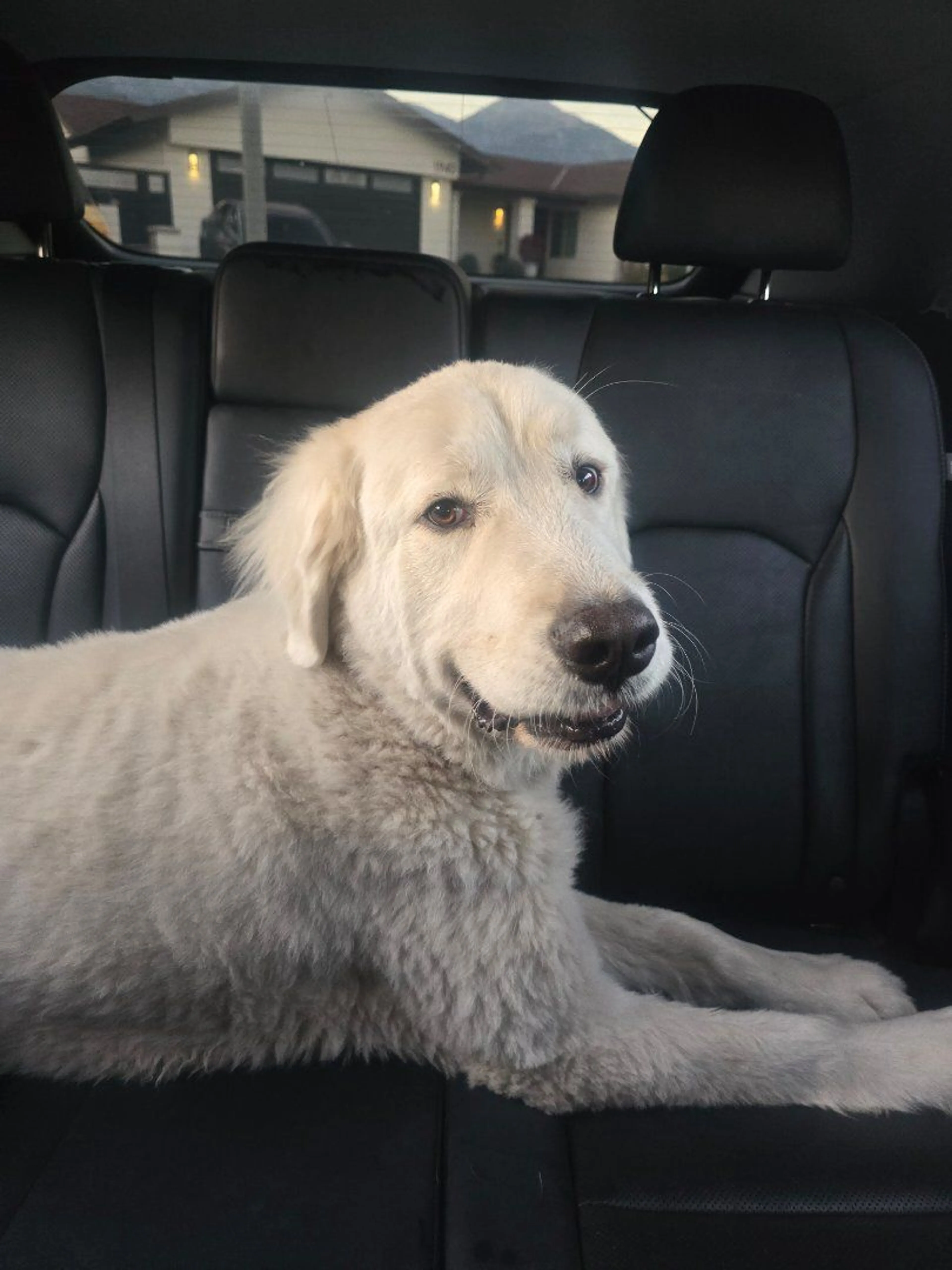 Lost pet