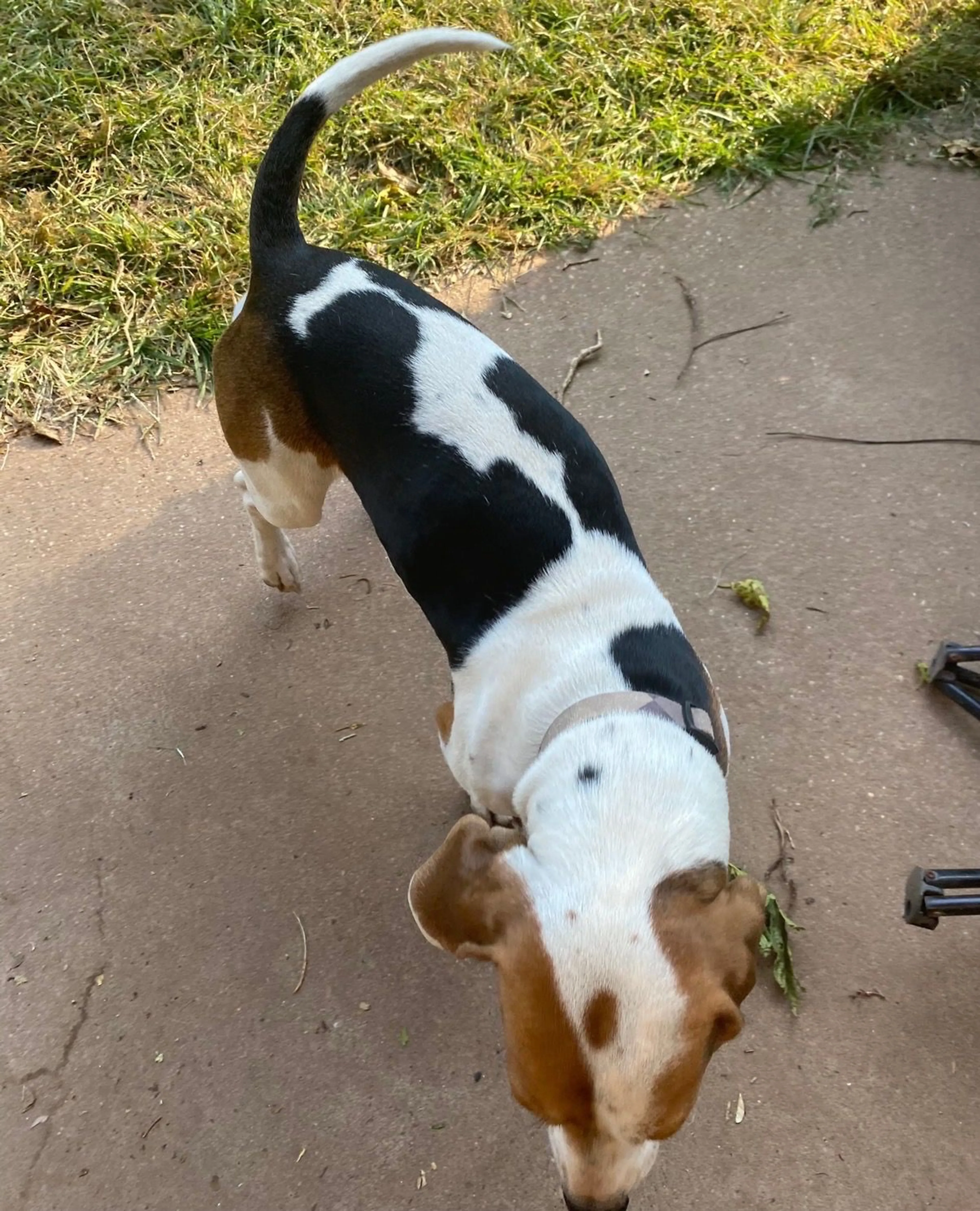 Lost pet-4