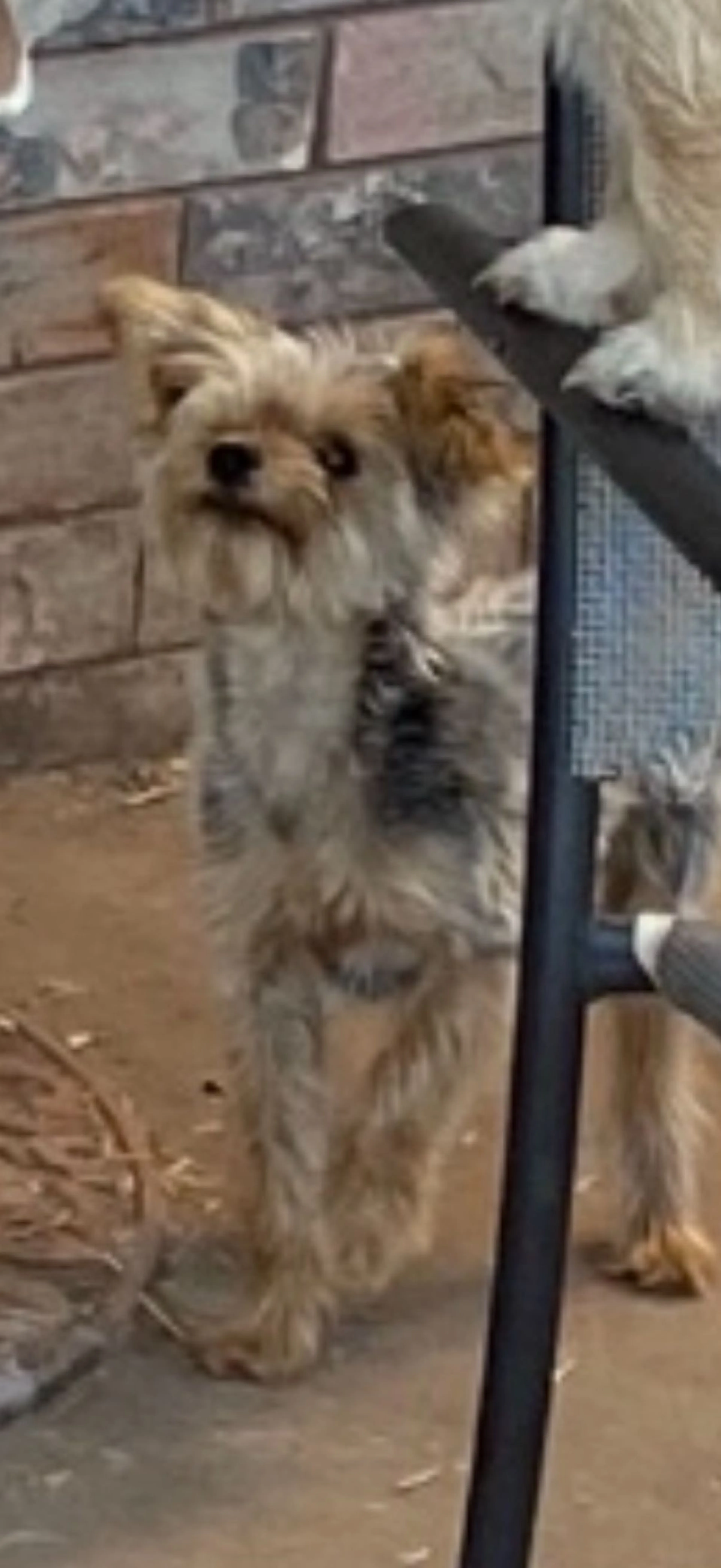 Lost pet-2