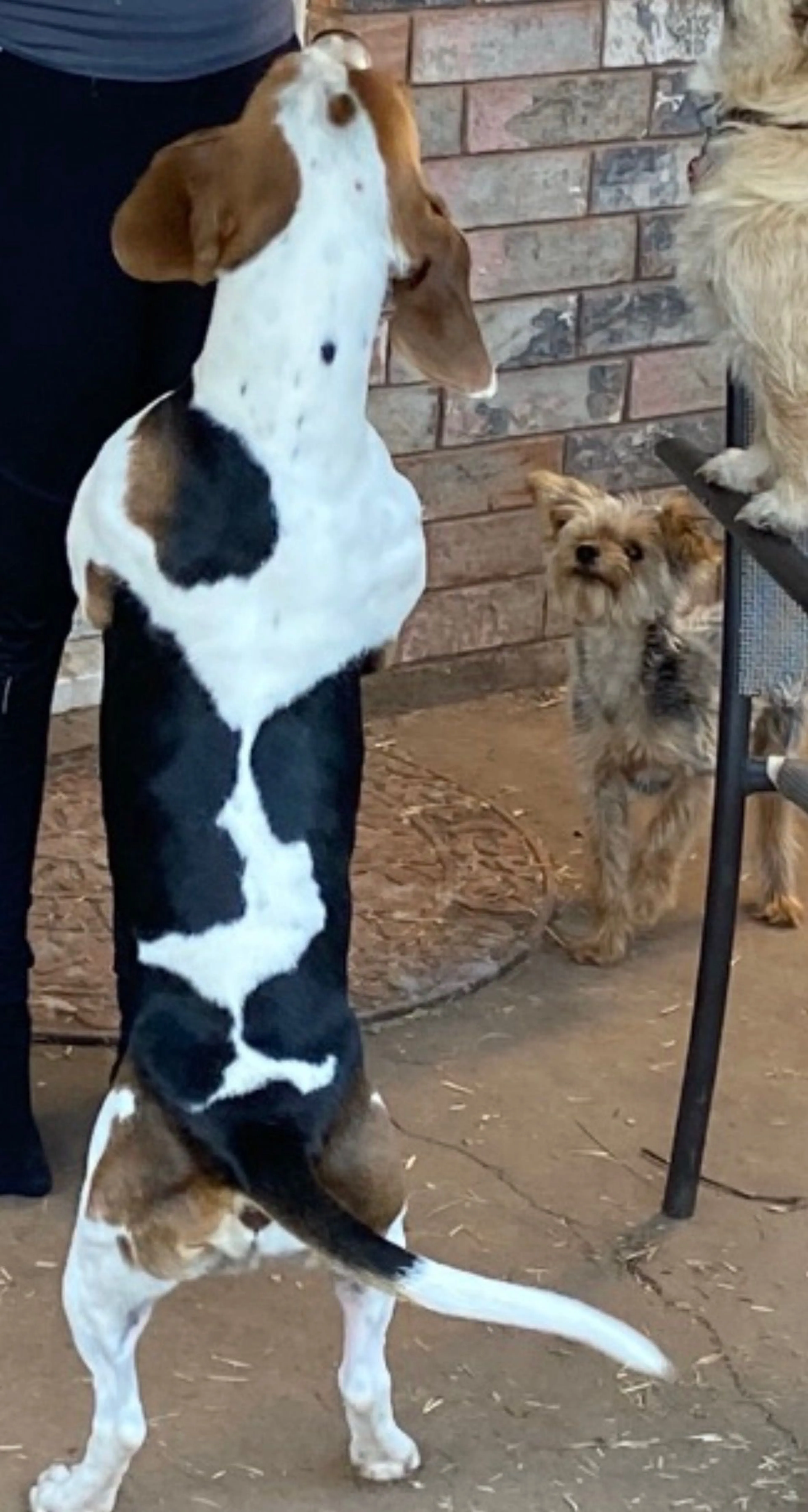 Lost pet-1