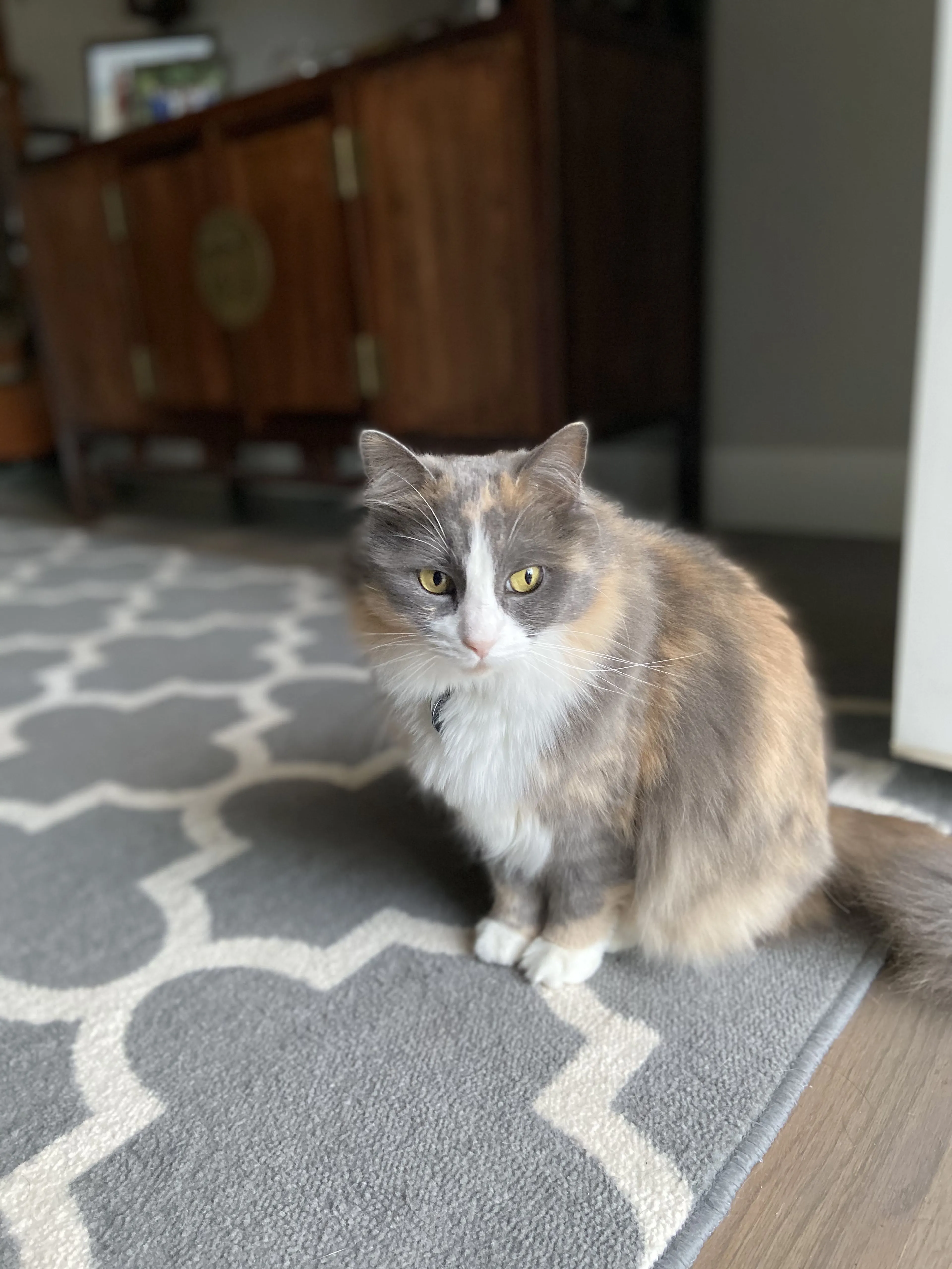 Lost pet