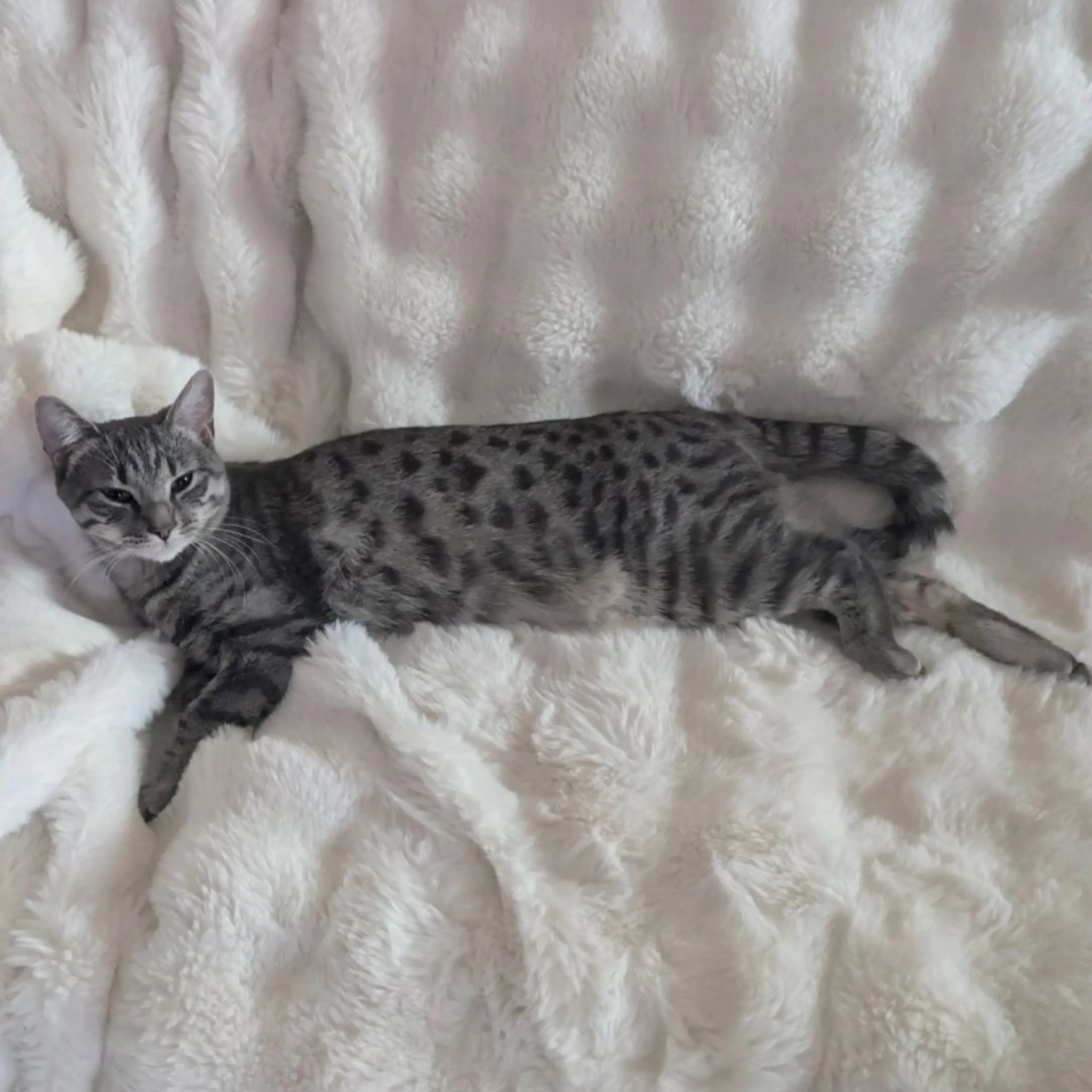 Lost pet