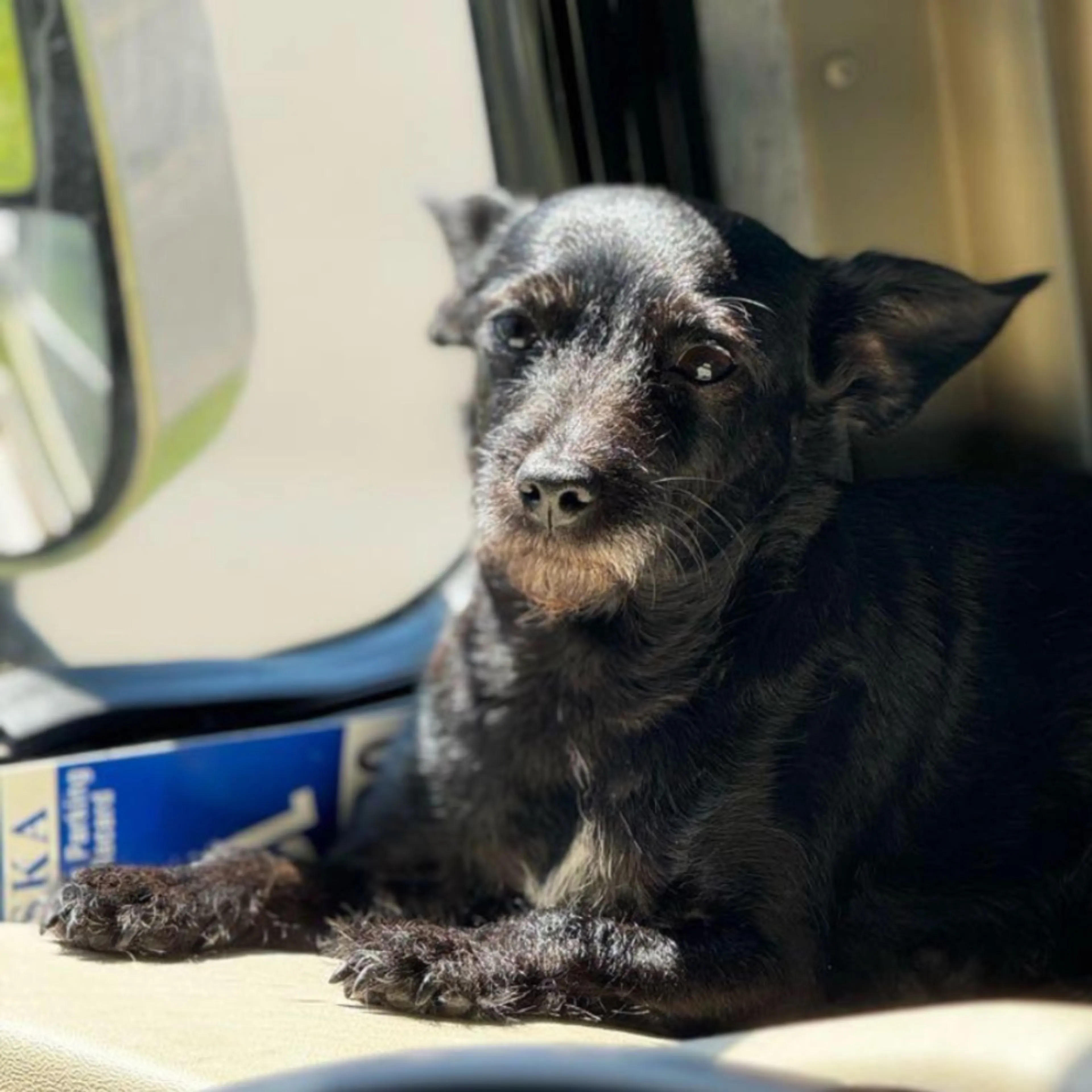 Lost pet