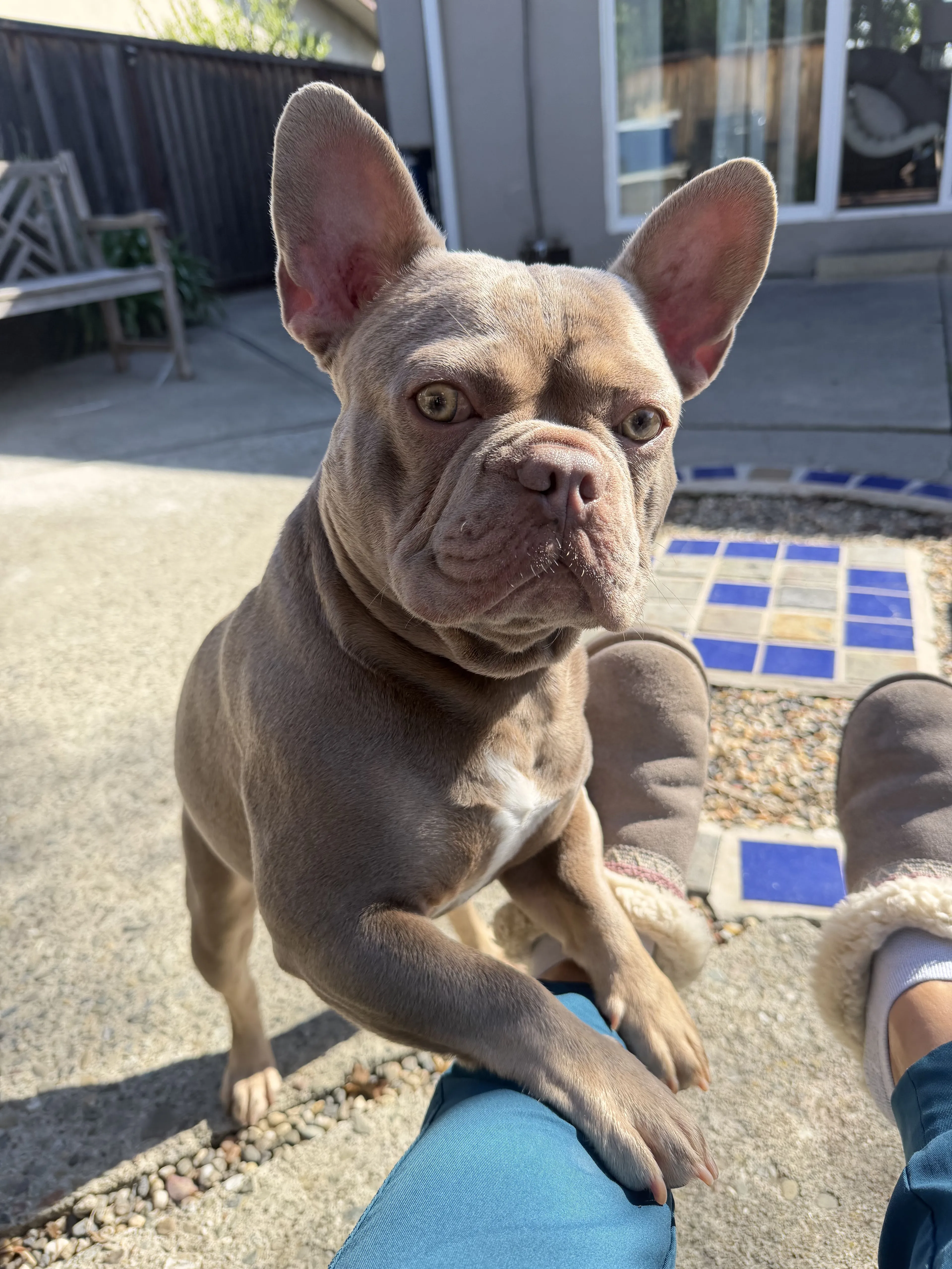 Lost pet