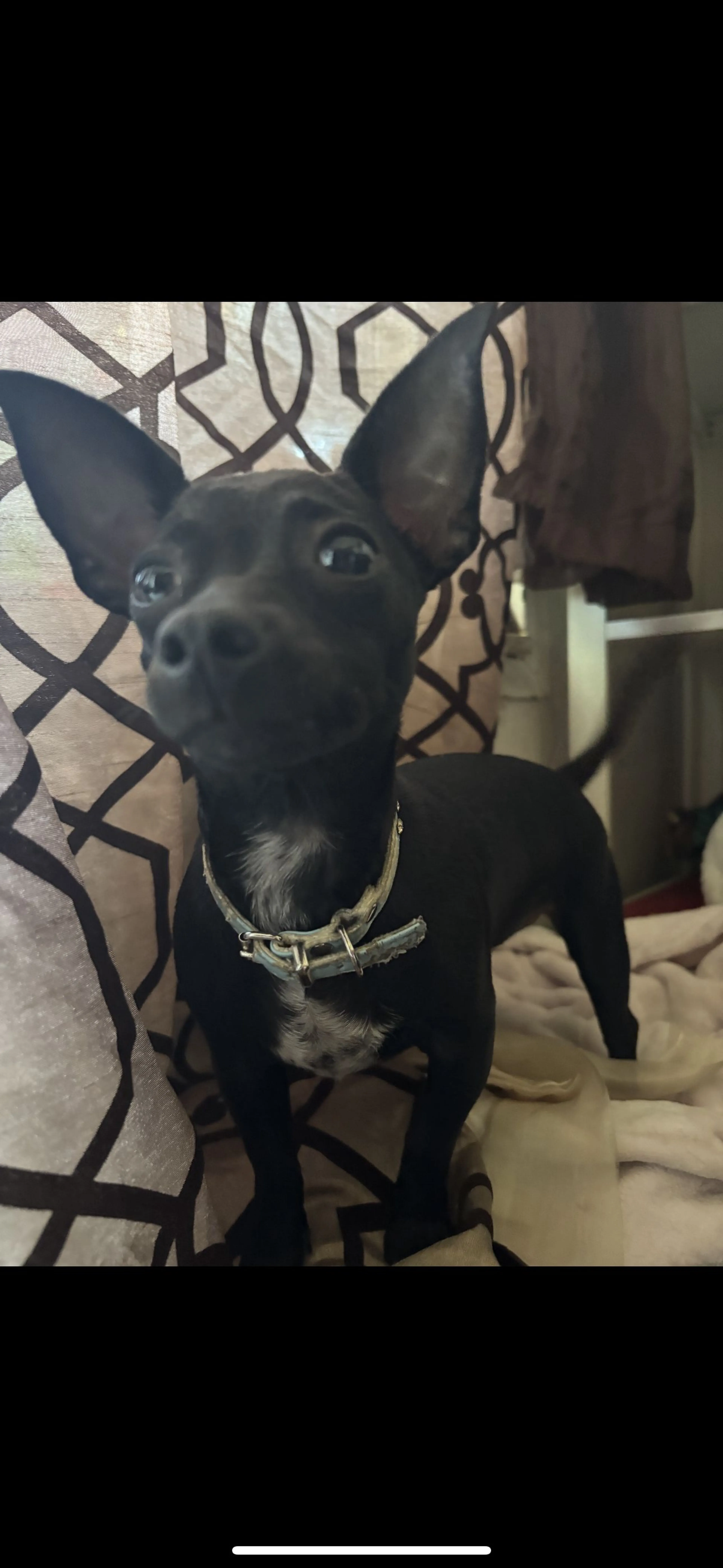 Lost pet