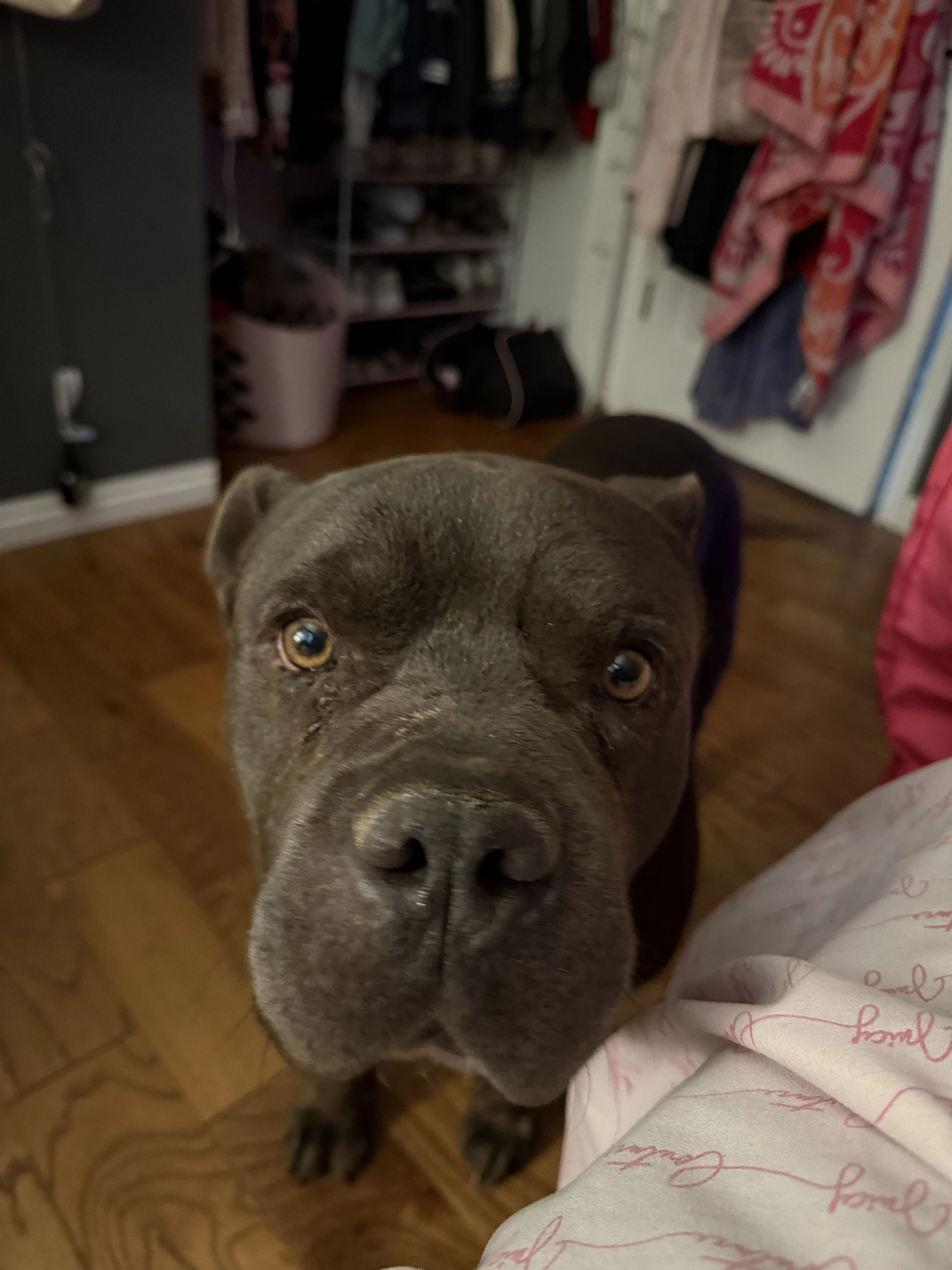 Lost pet-0