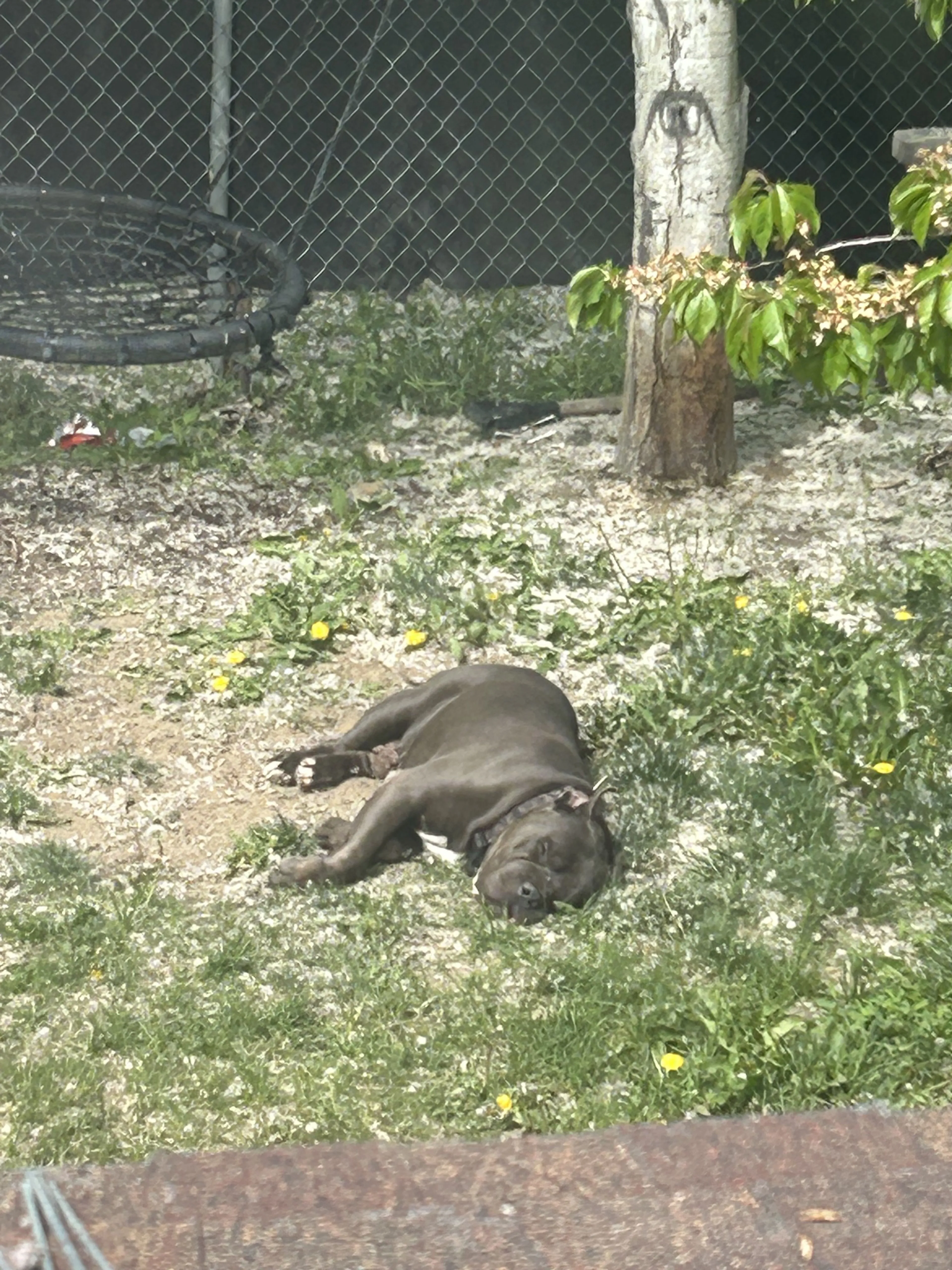 Lost pet-1