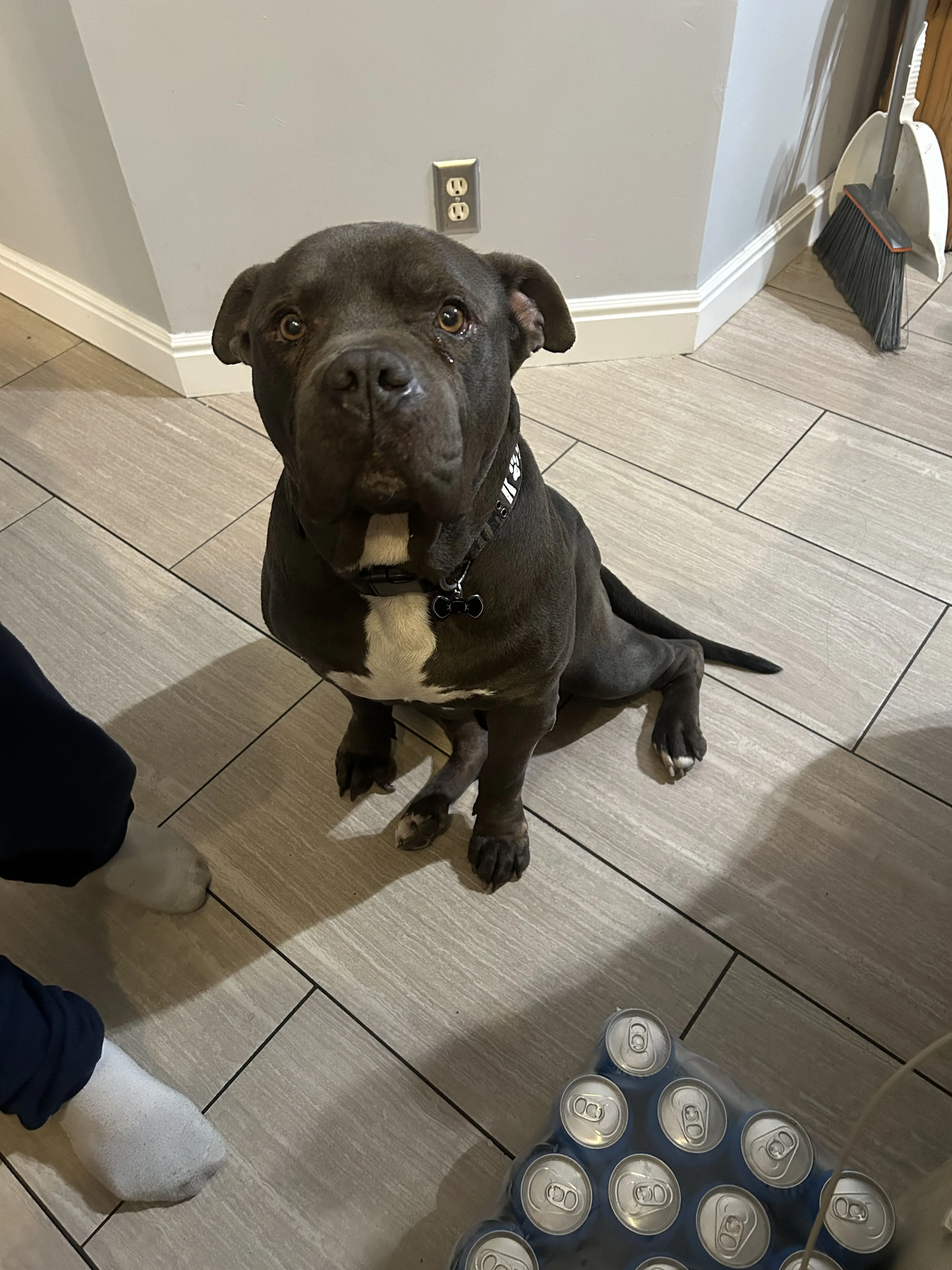Lost pet-2