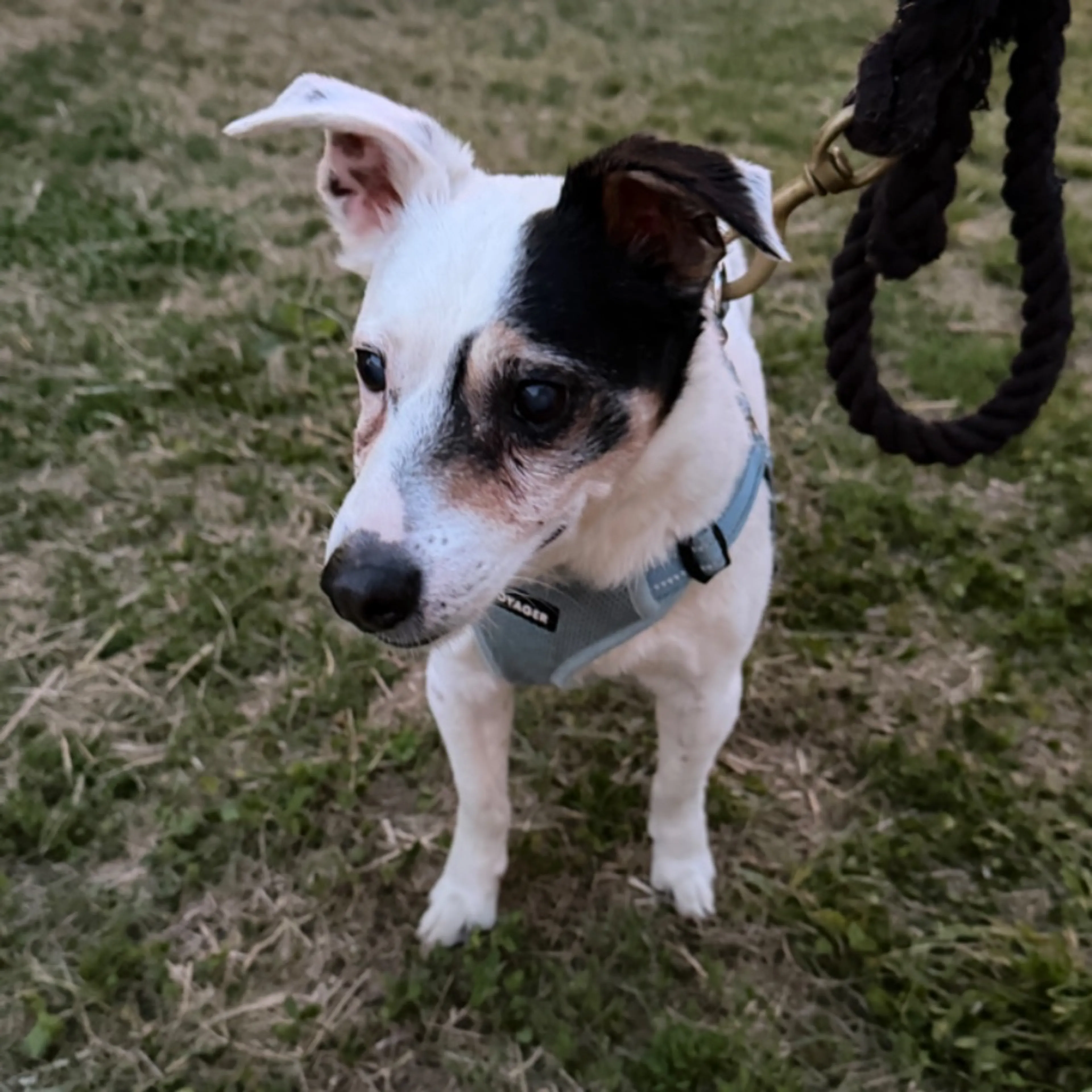 Found pet