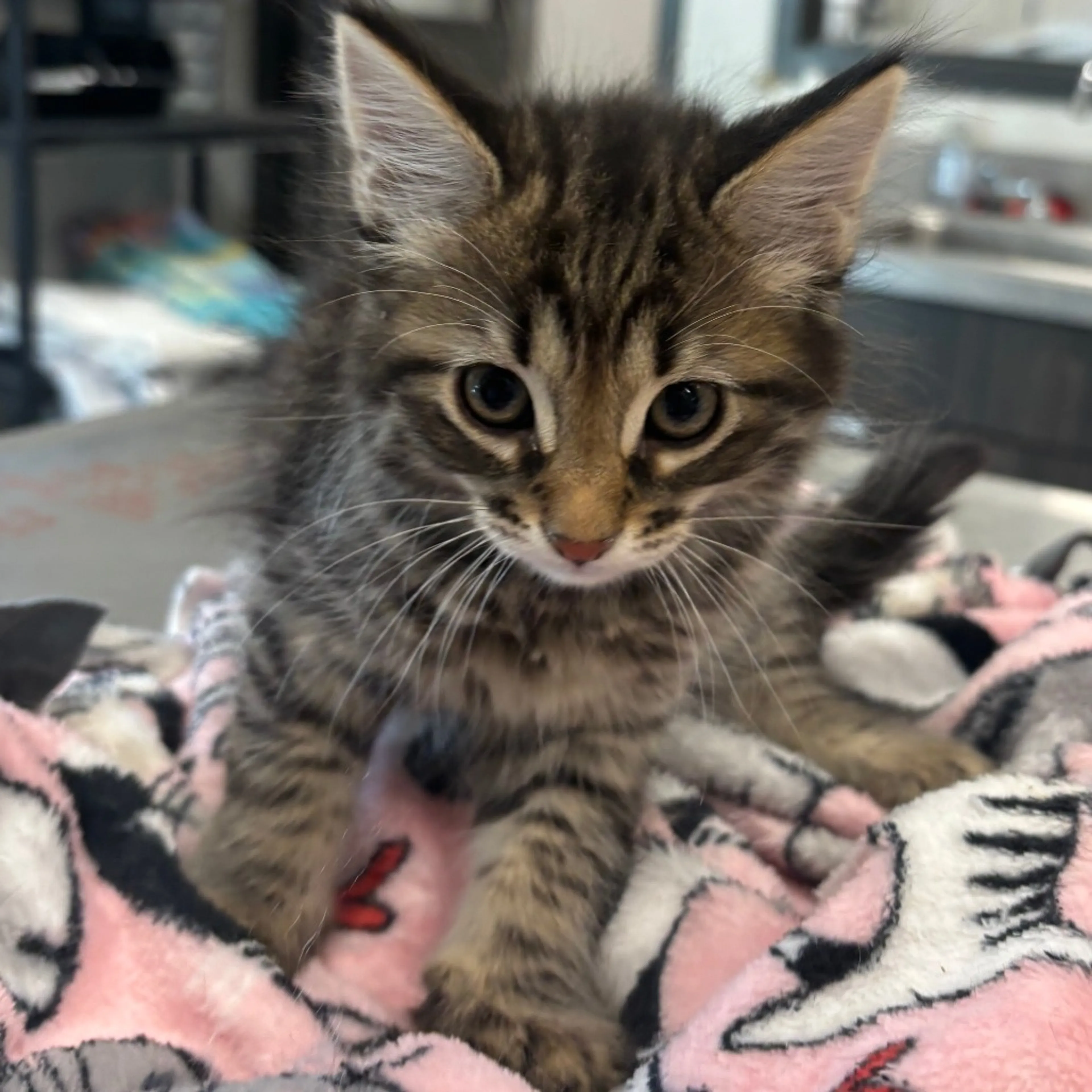 Found pet