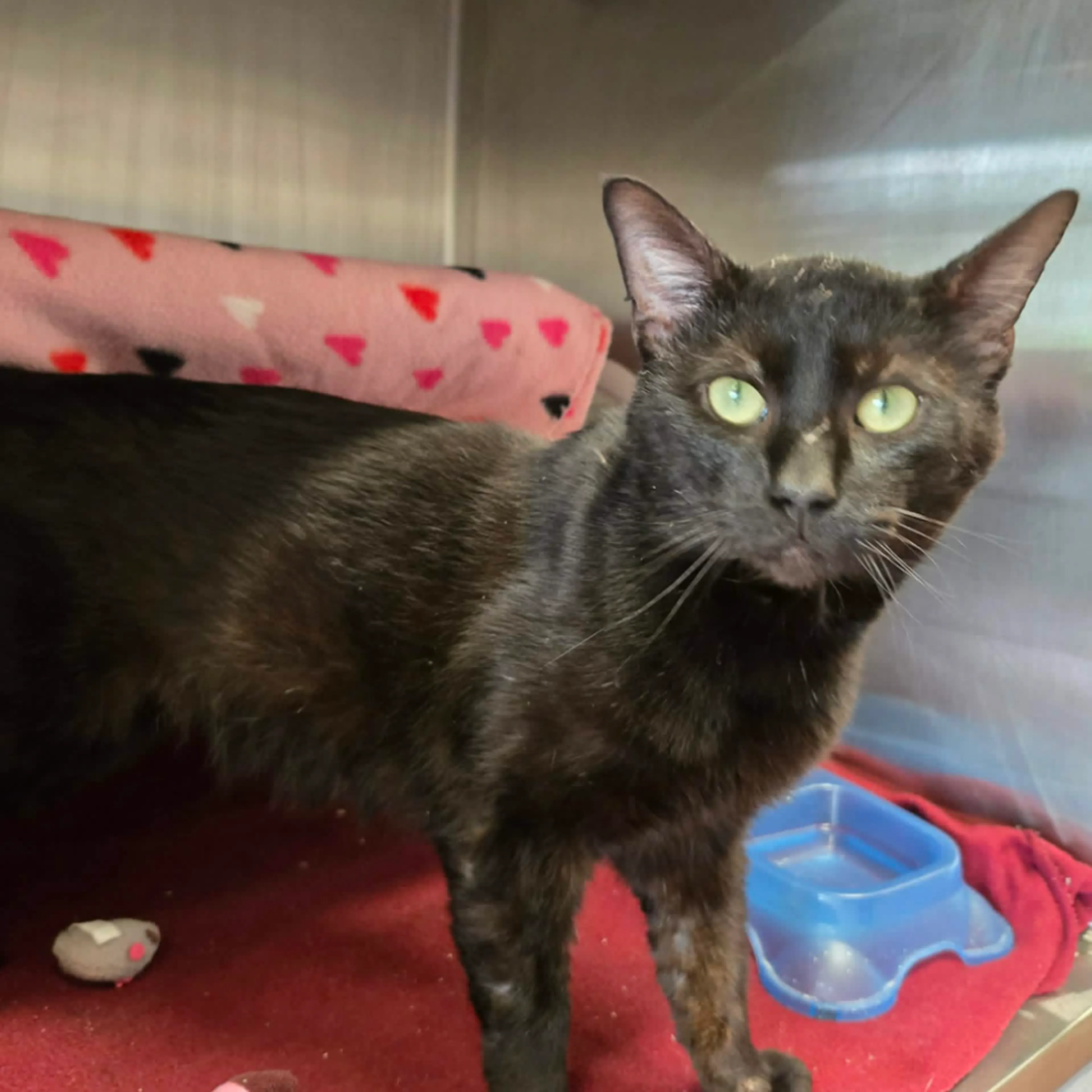 Found pet