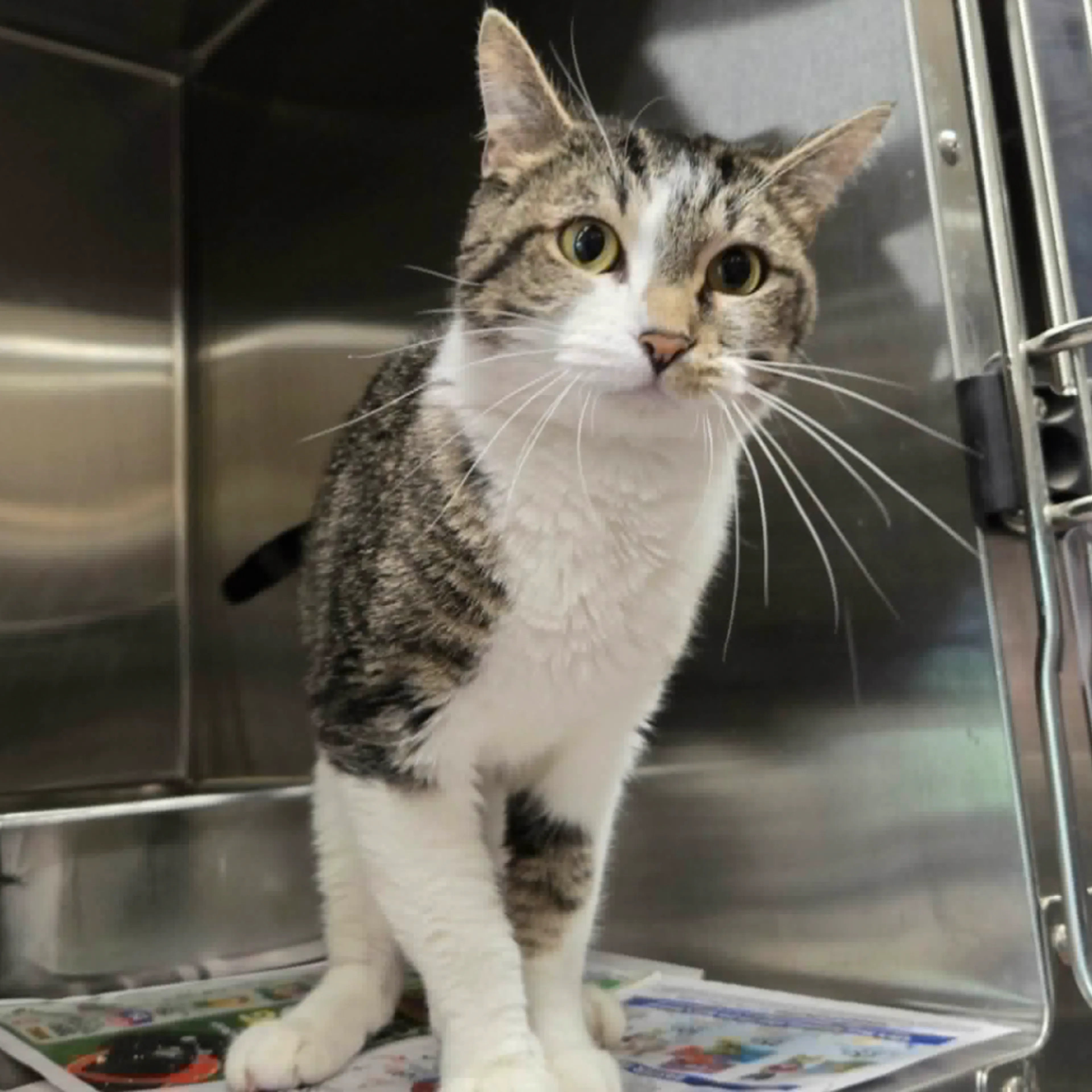 Found pet