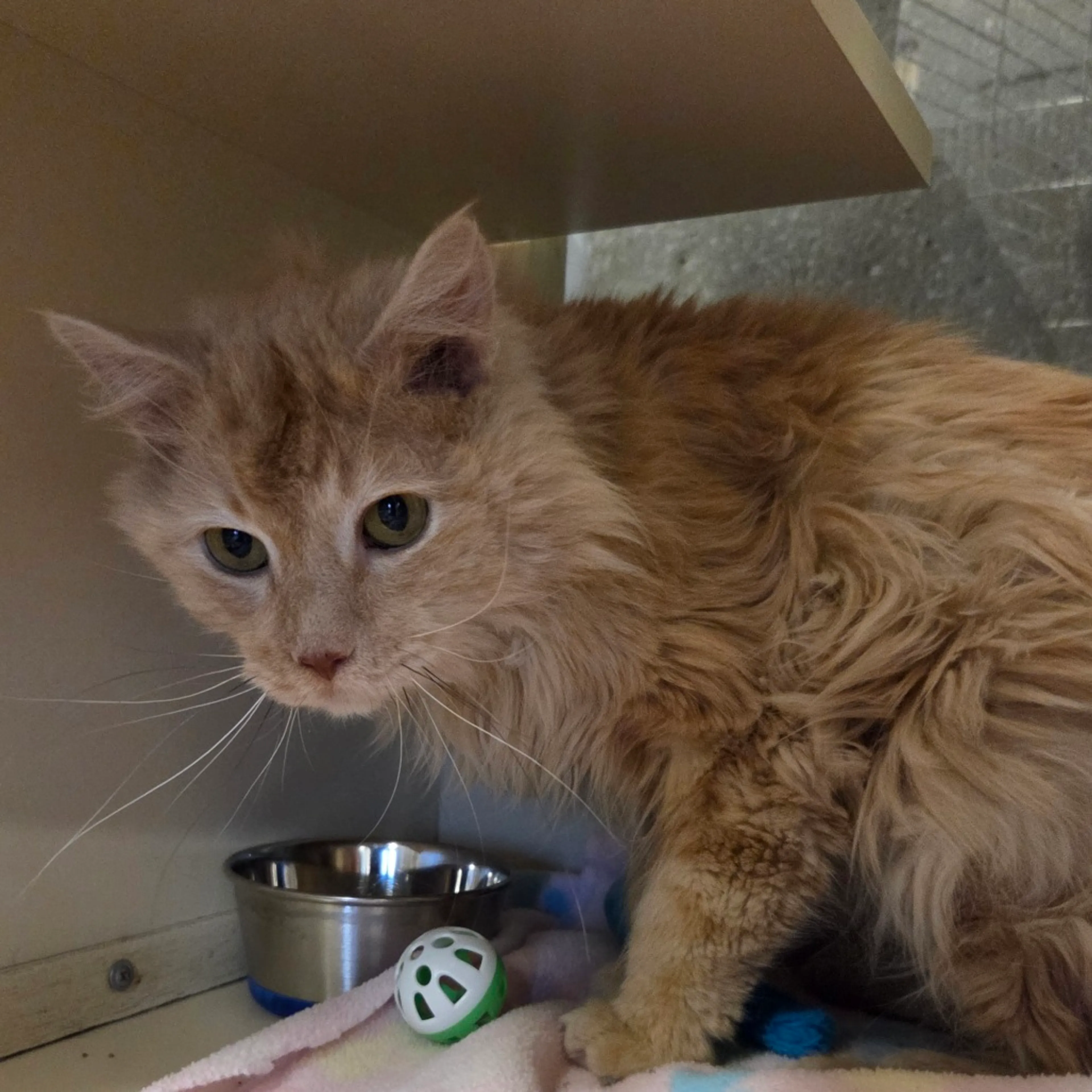 Found pet