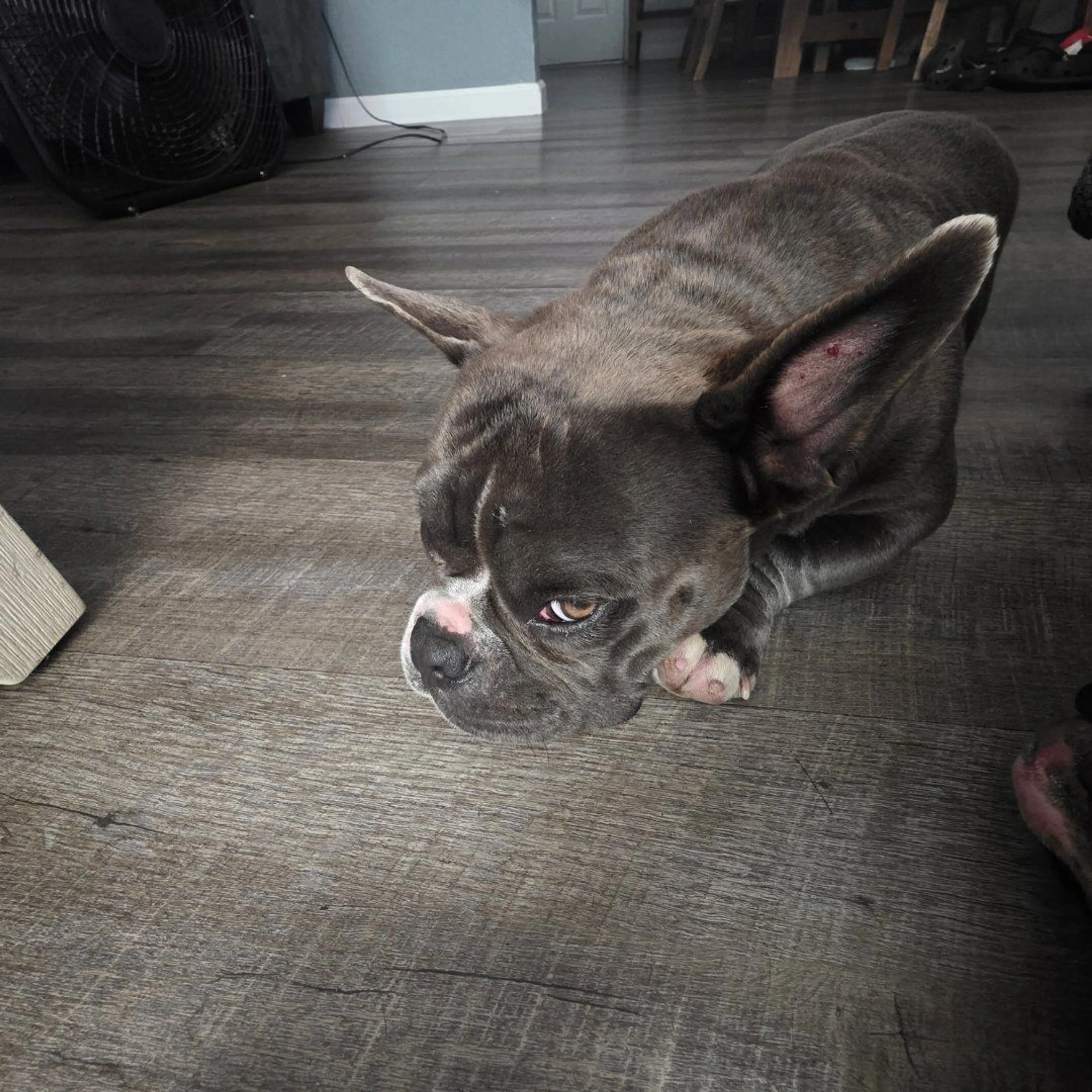 Lost pet-0
