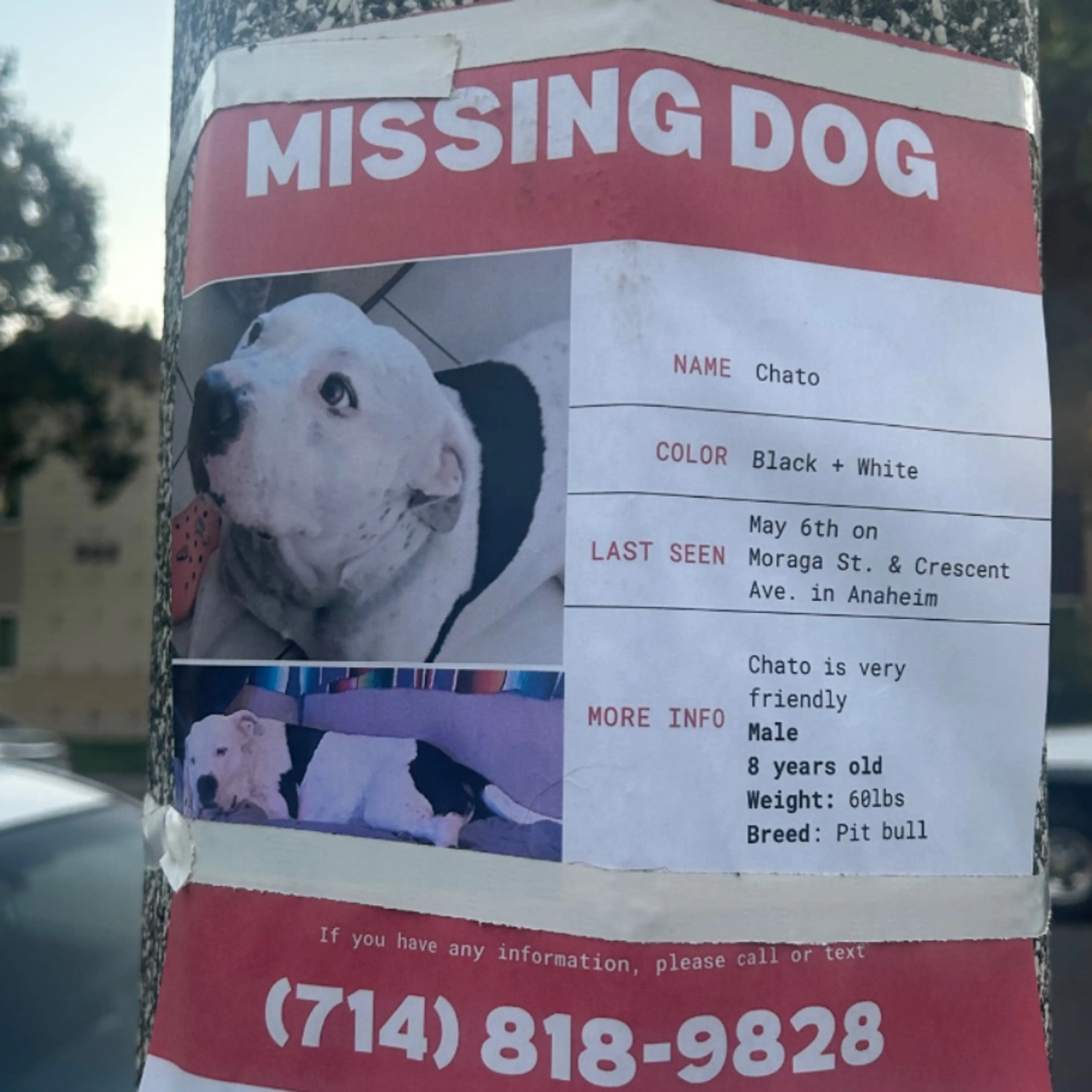 Lost pet