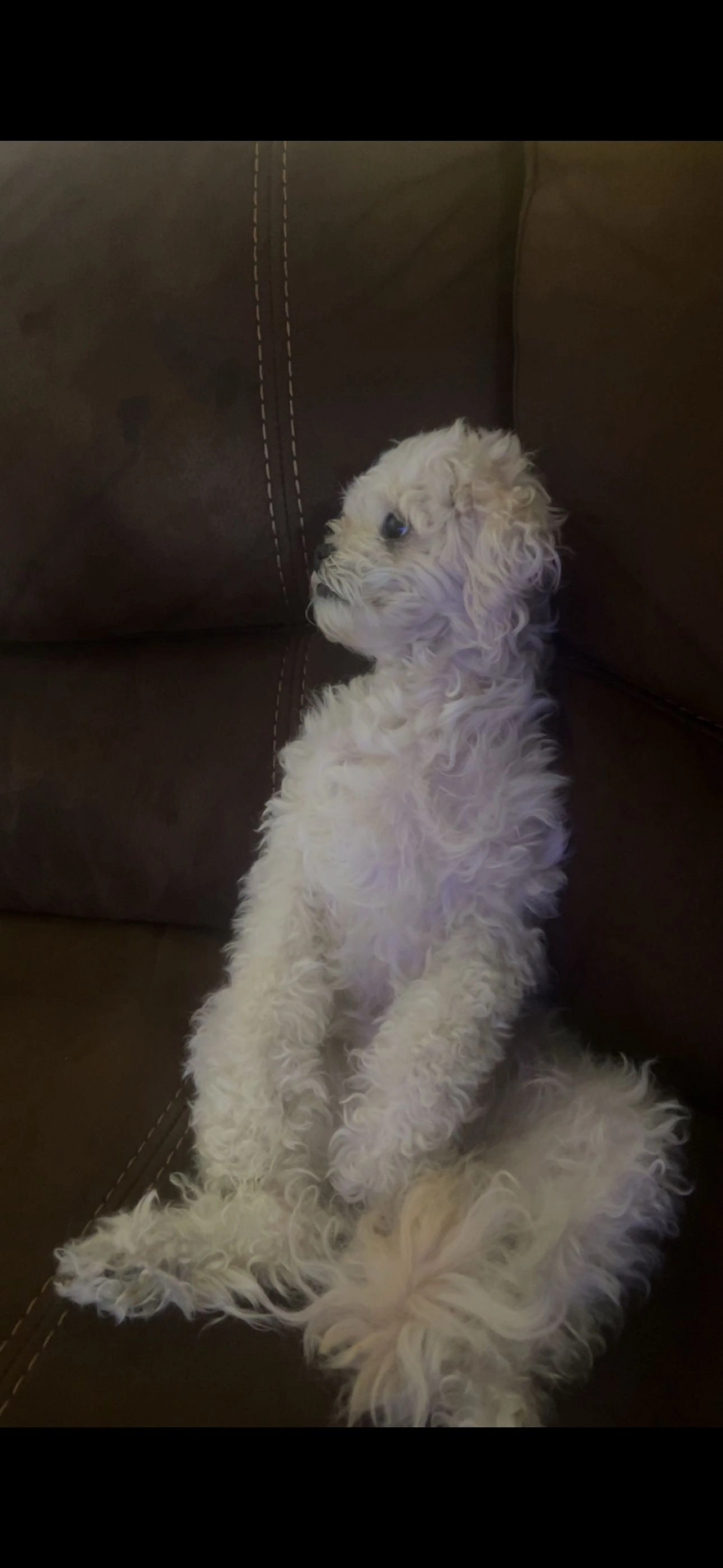 Lost pet-0