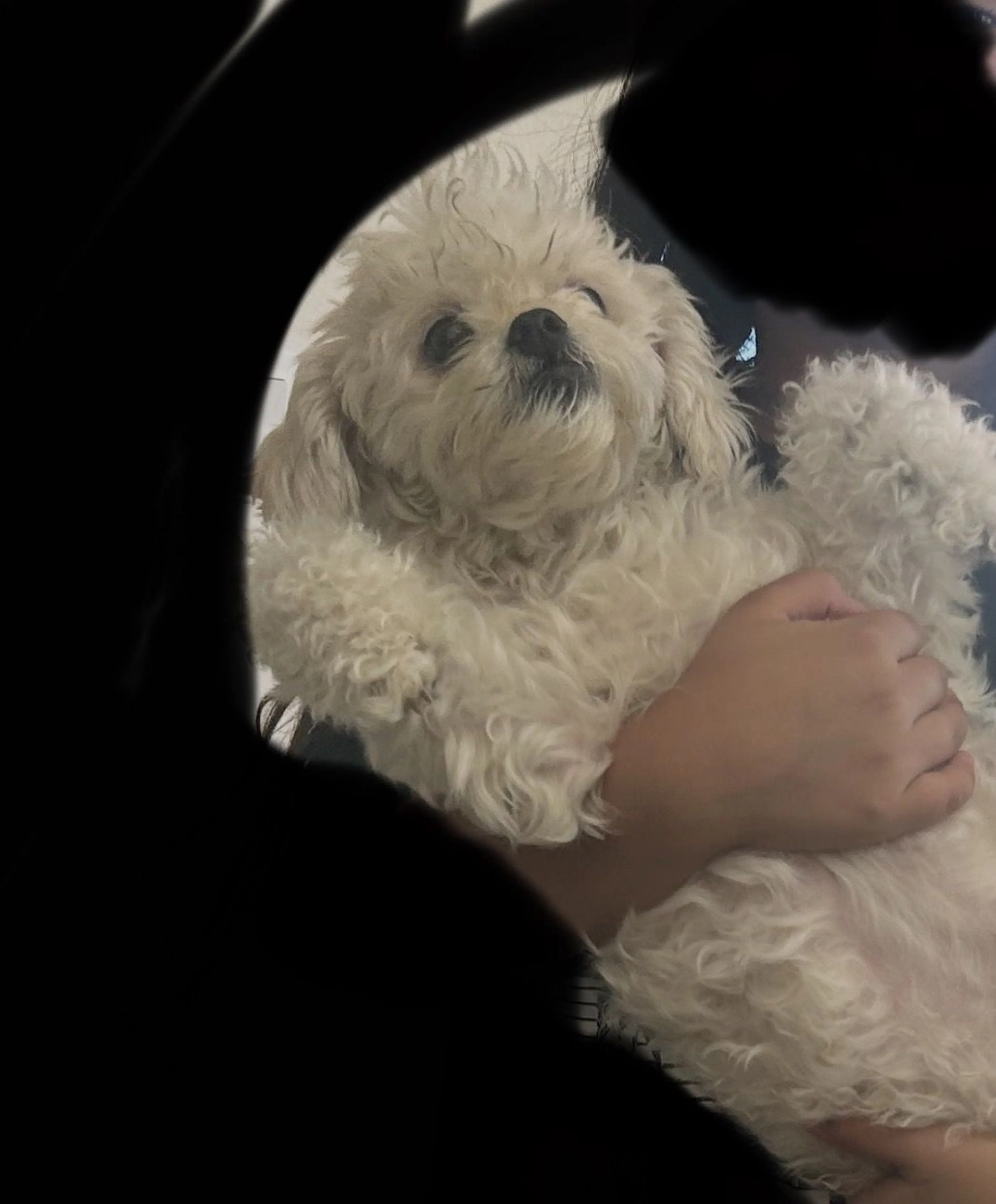 Lost pet-1
