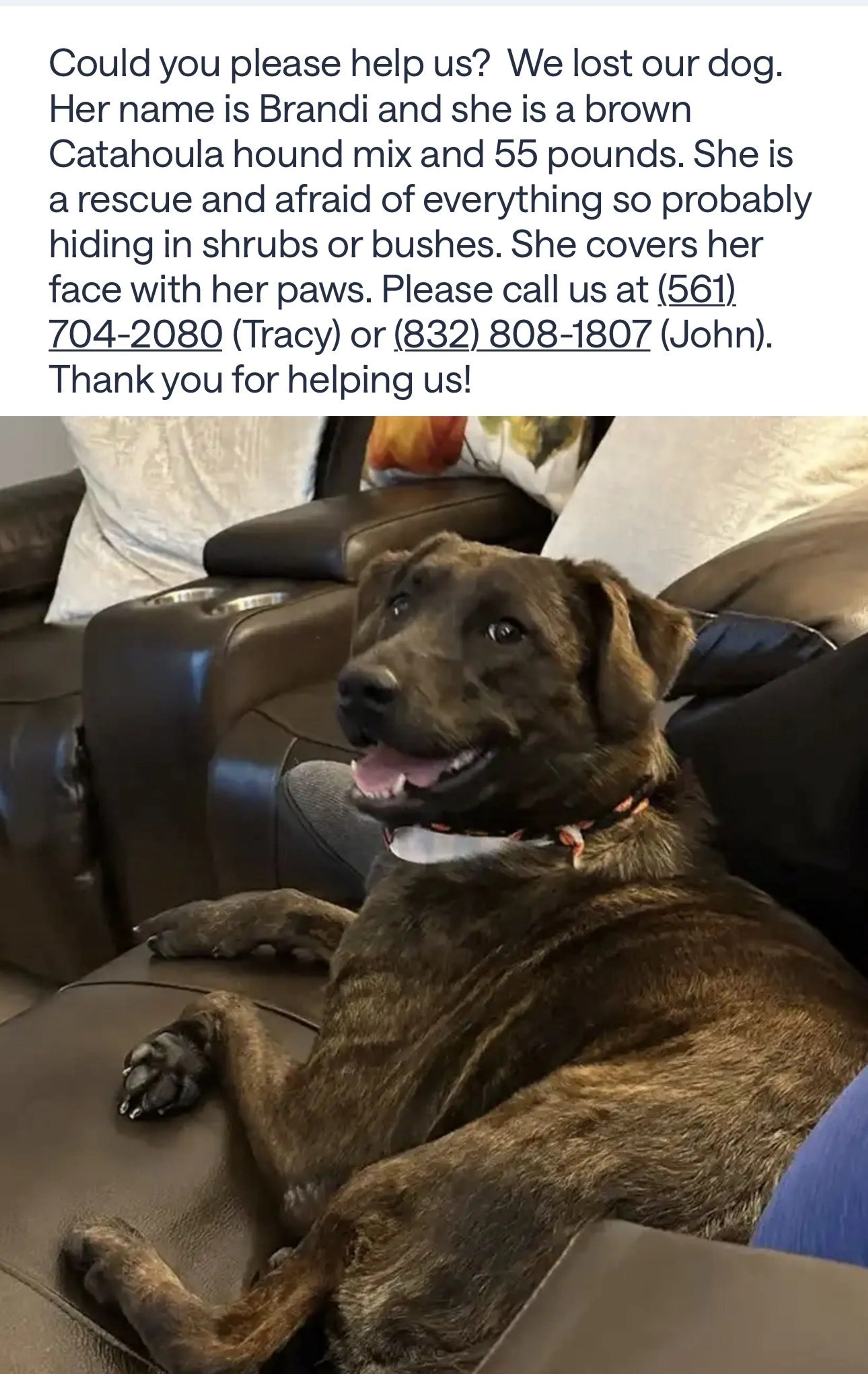 Lost pet