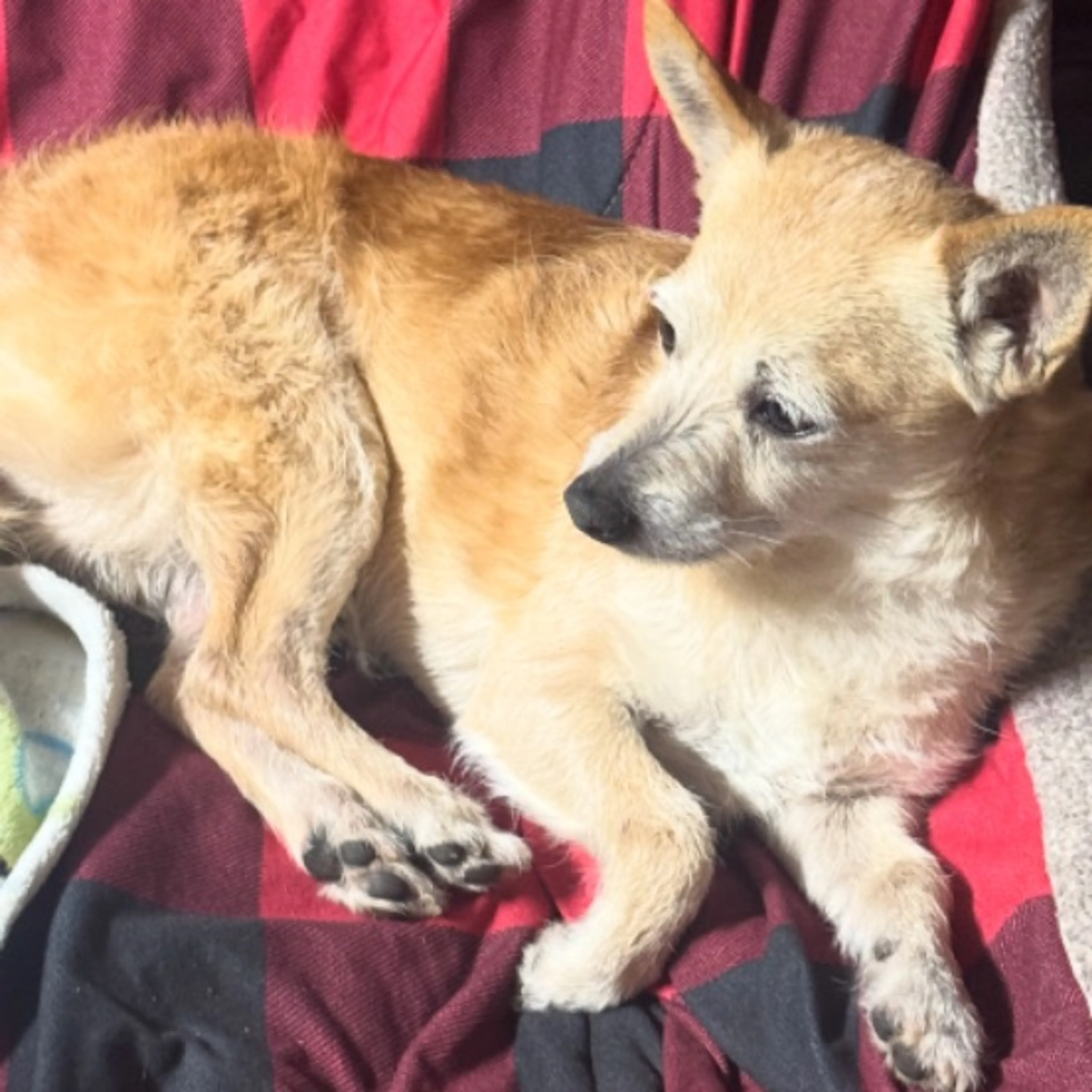 Lost pet