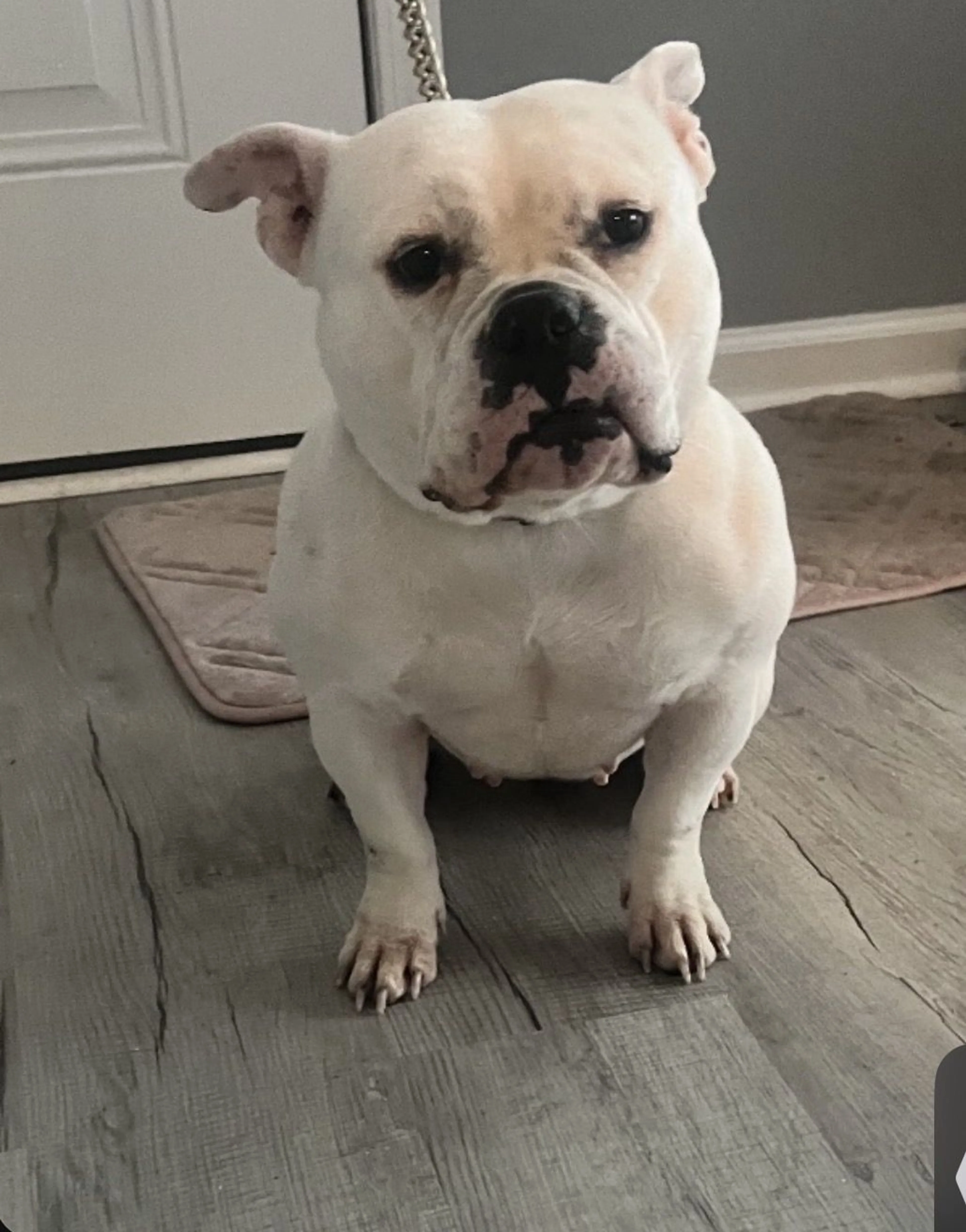 Lost pet