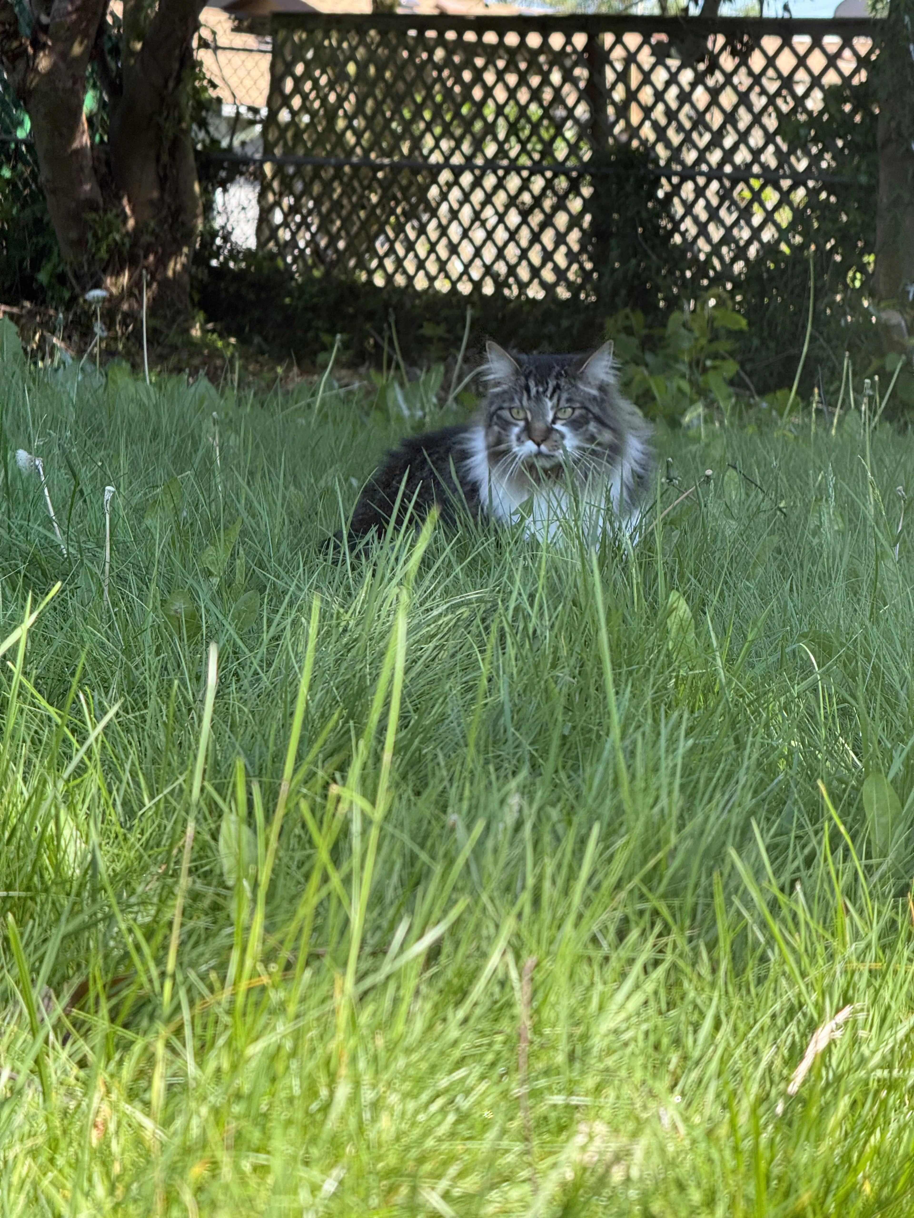 Lost pet-0