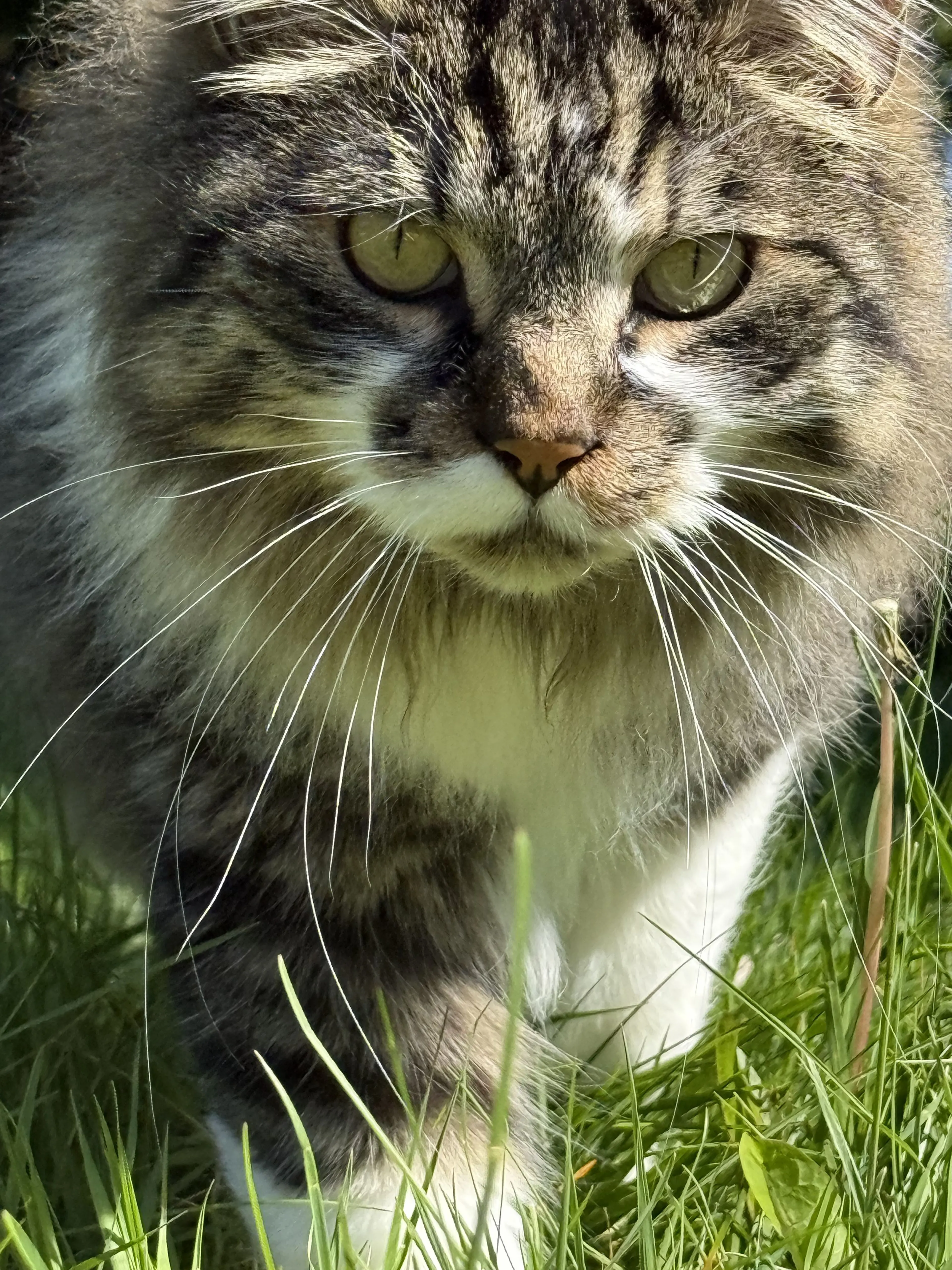 Lost pet-1