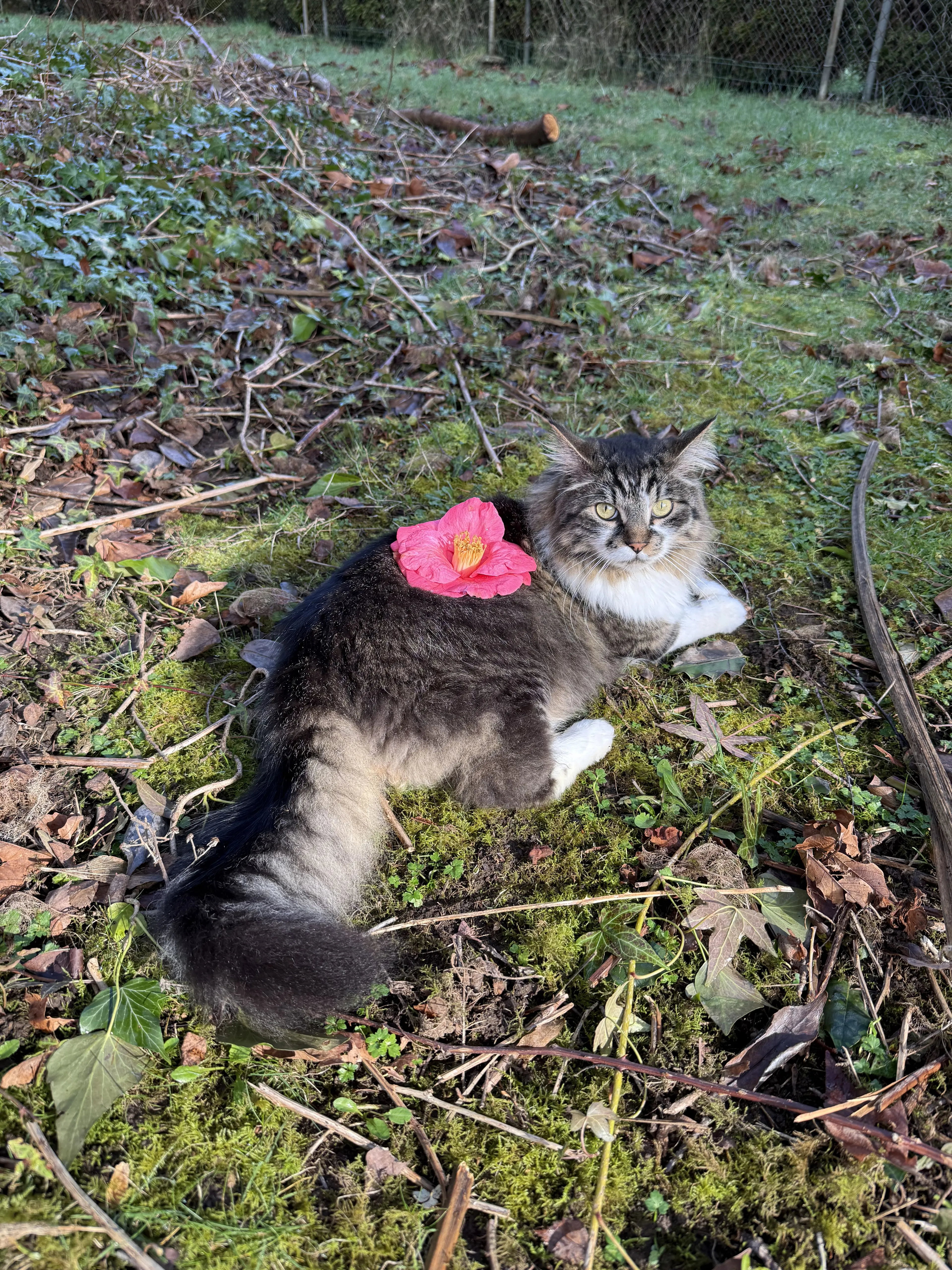 Lost pet-2