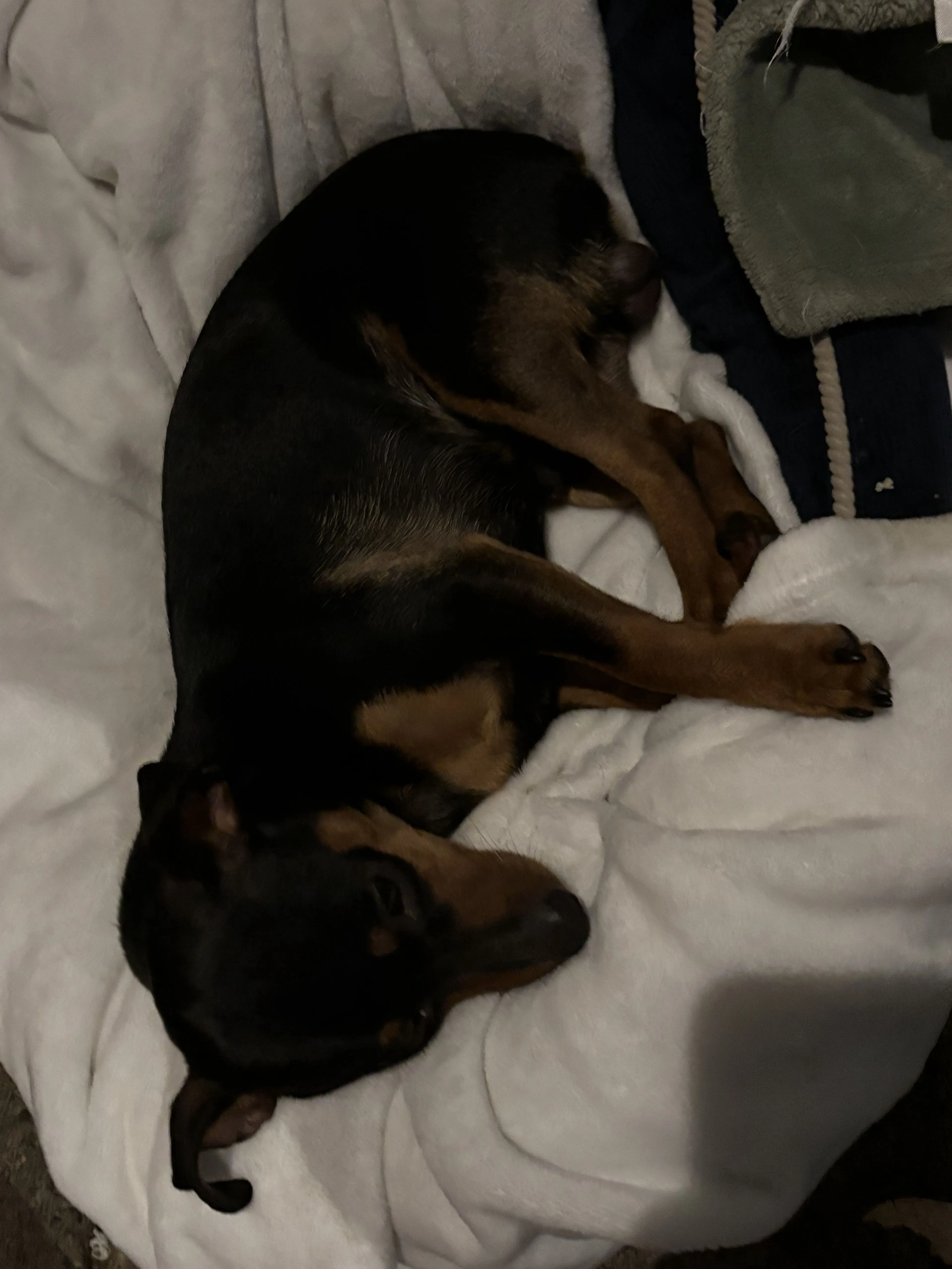 Lost pet-3