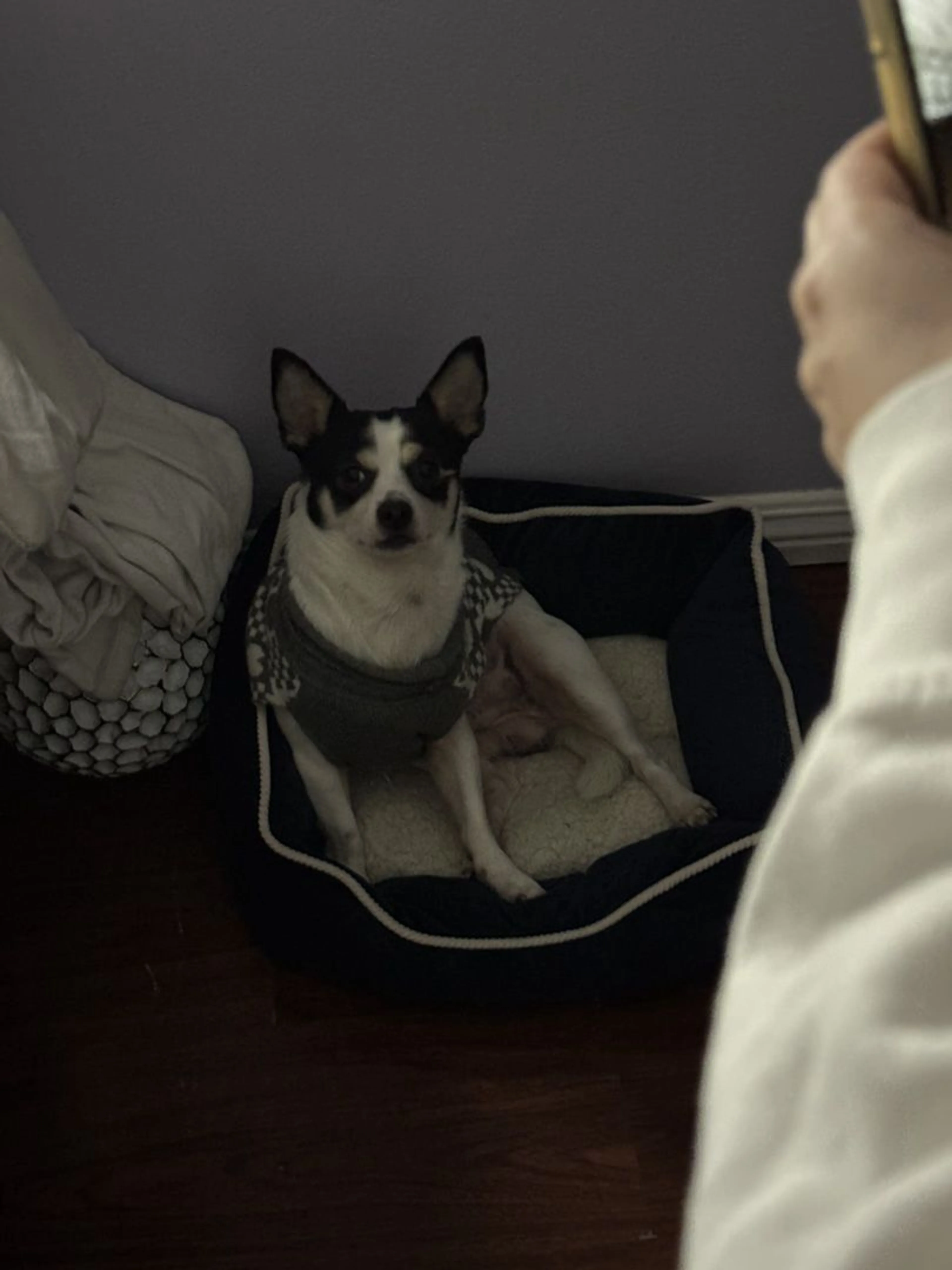 Lost pet-1