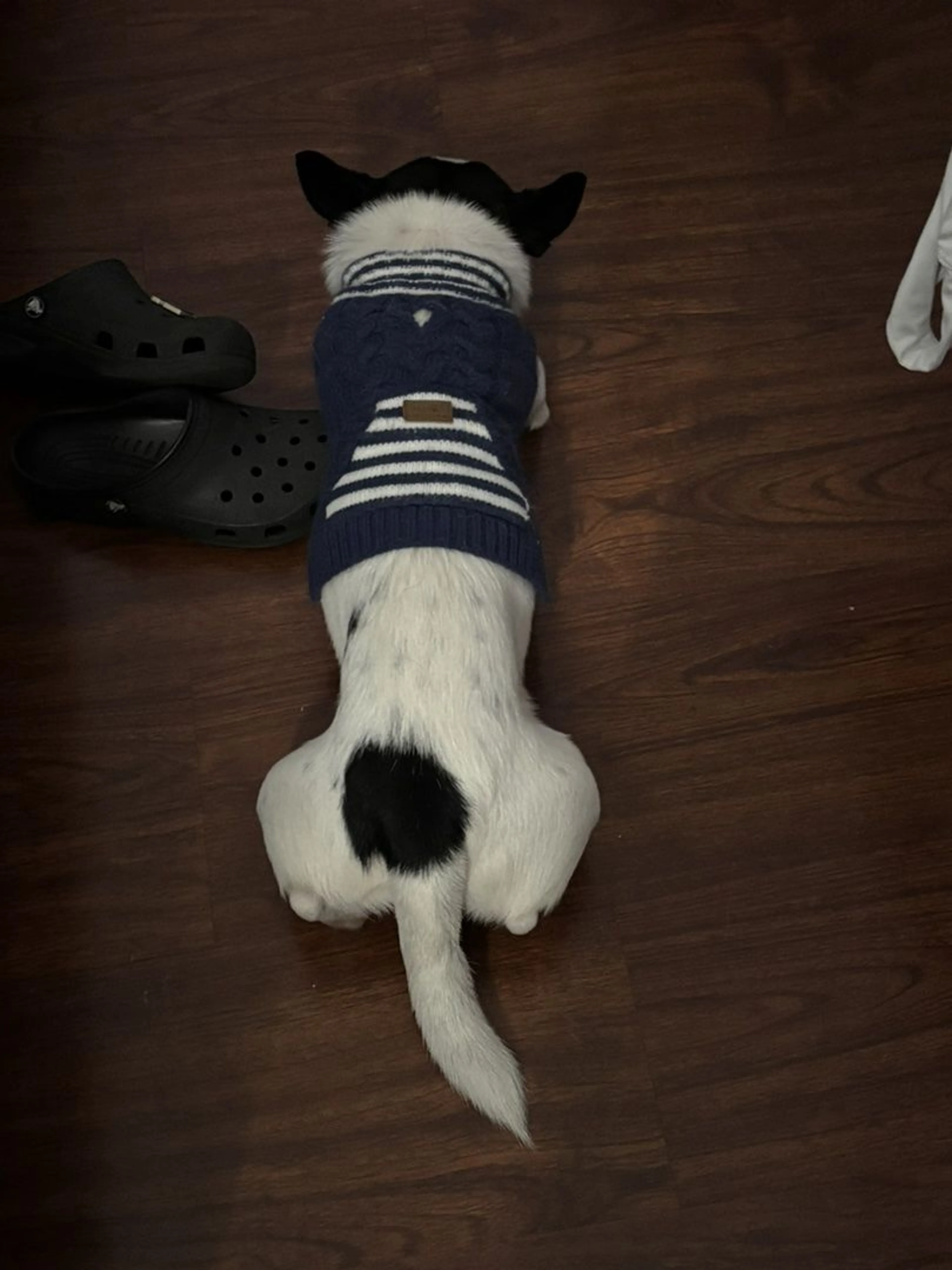 Lost pet-0