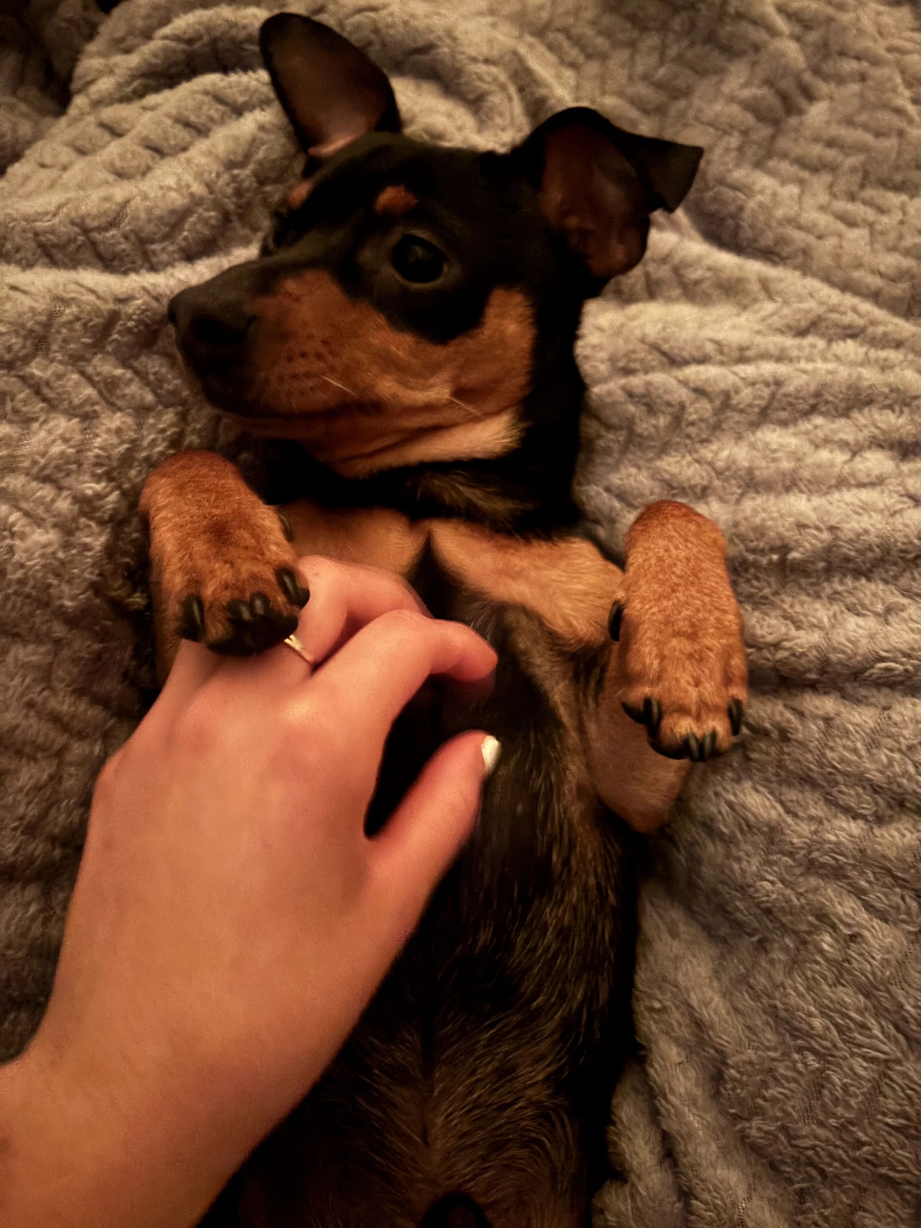 Lost pet-4