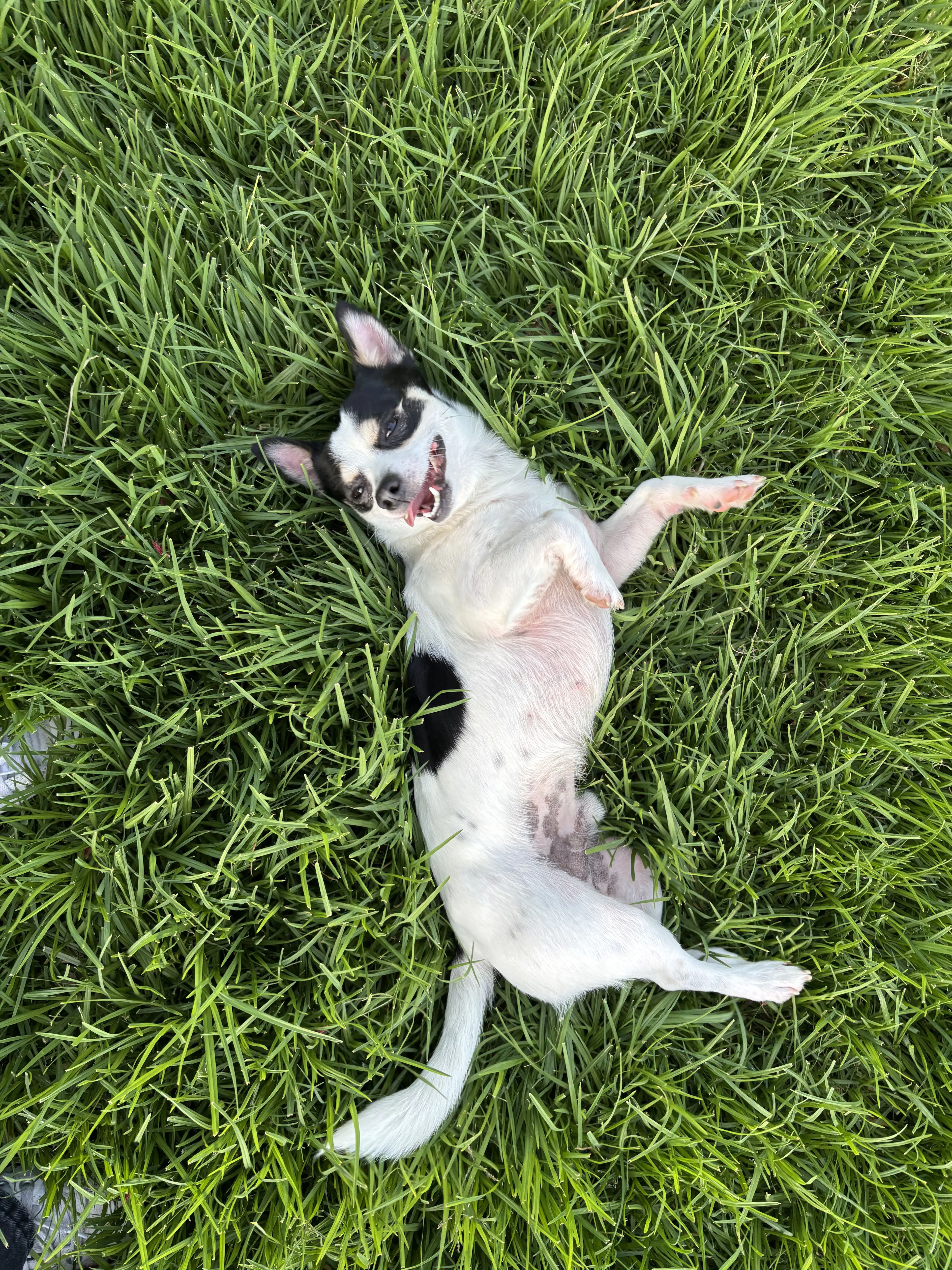 Lost pet-2