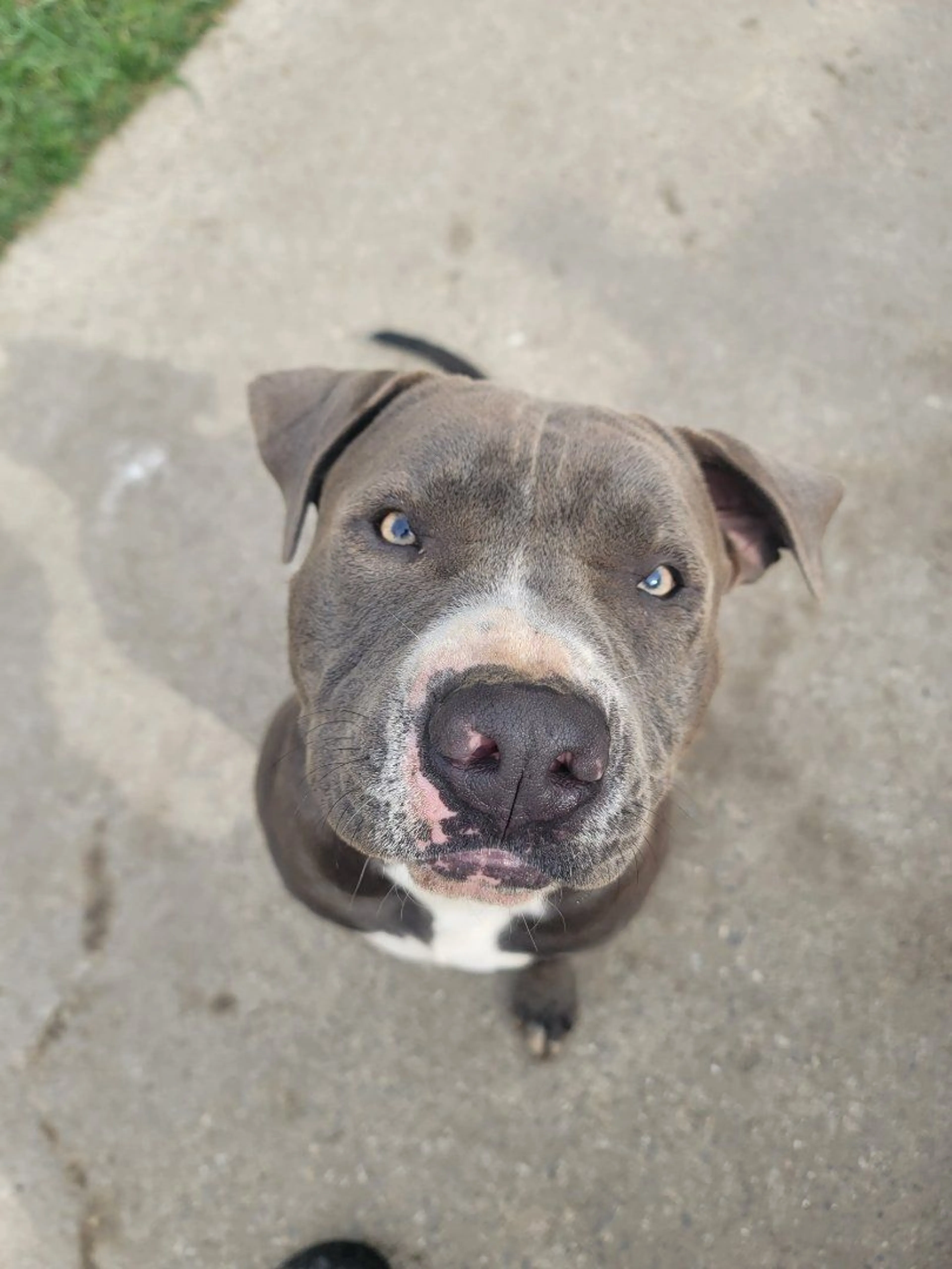 Lost pet-2