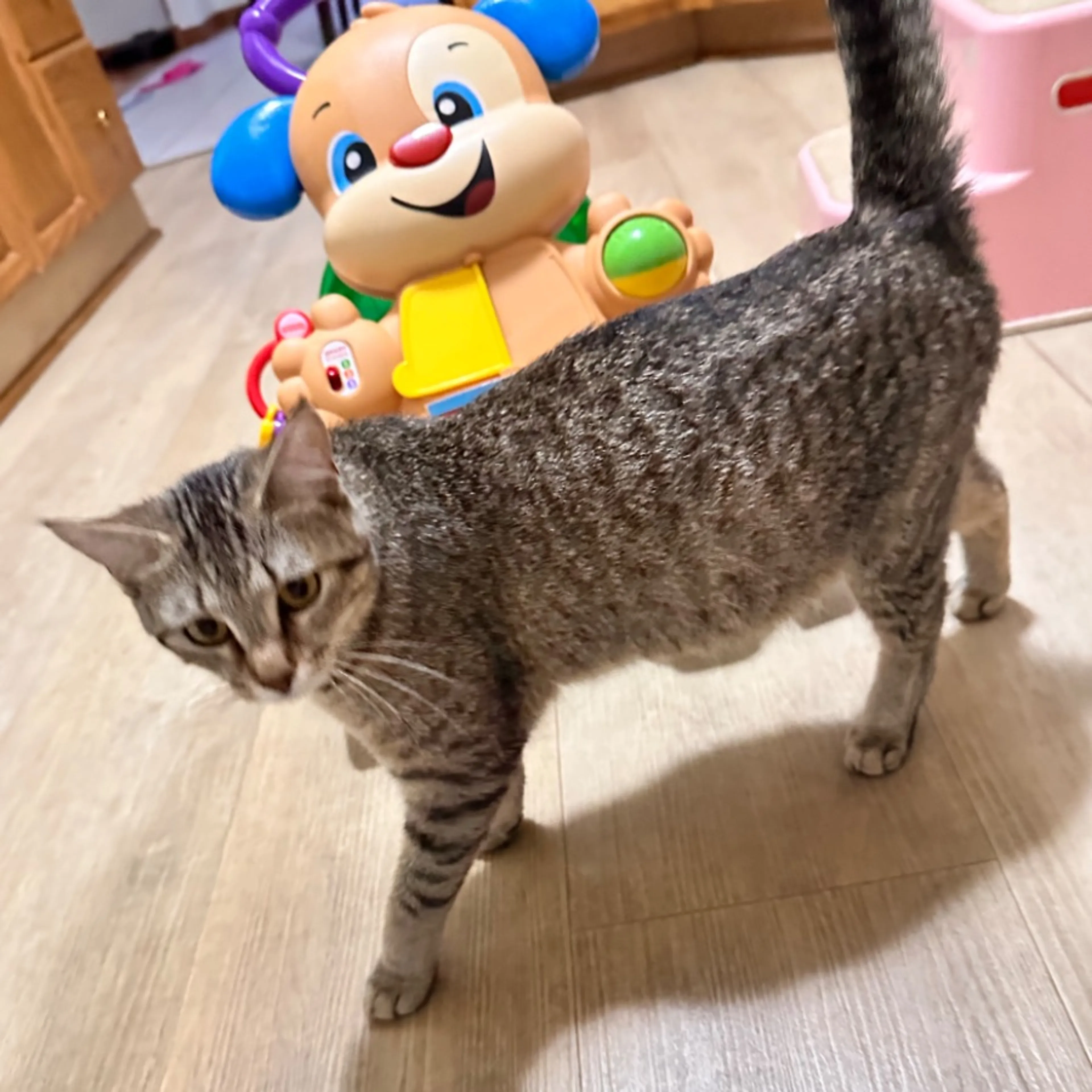 Lost pet
