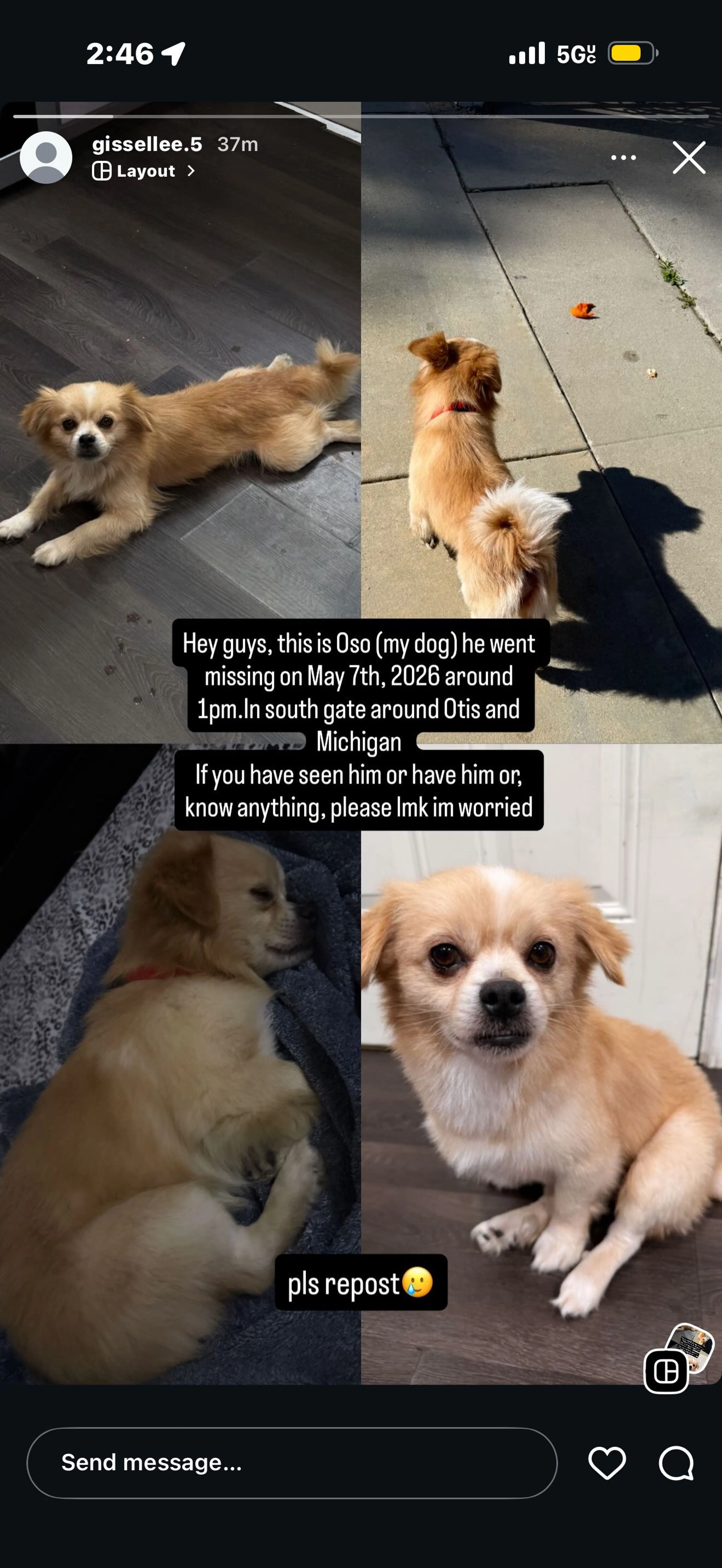 Lost pet