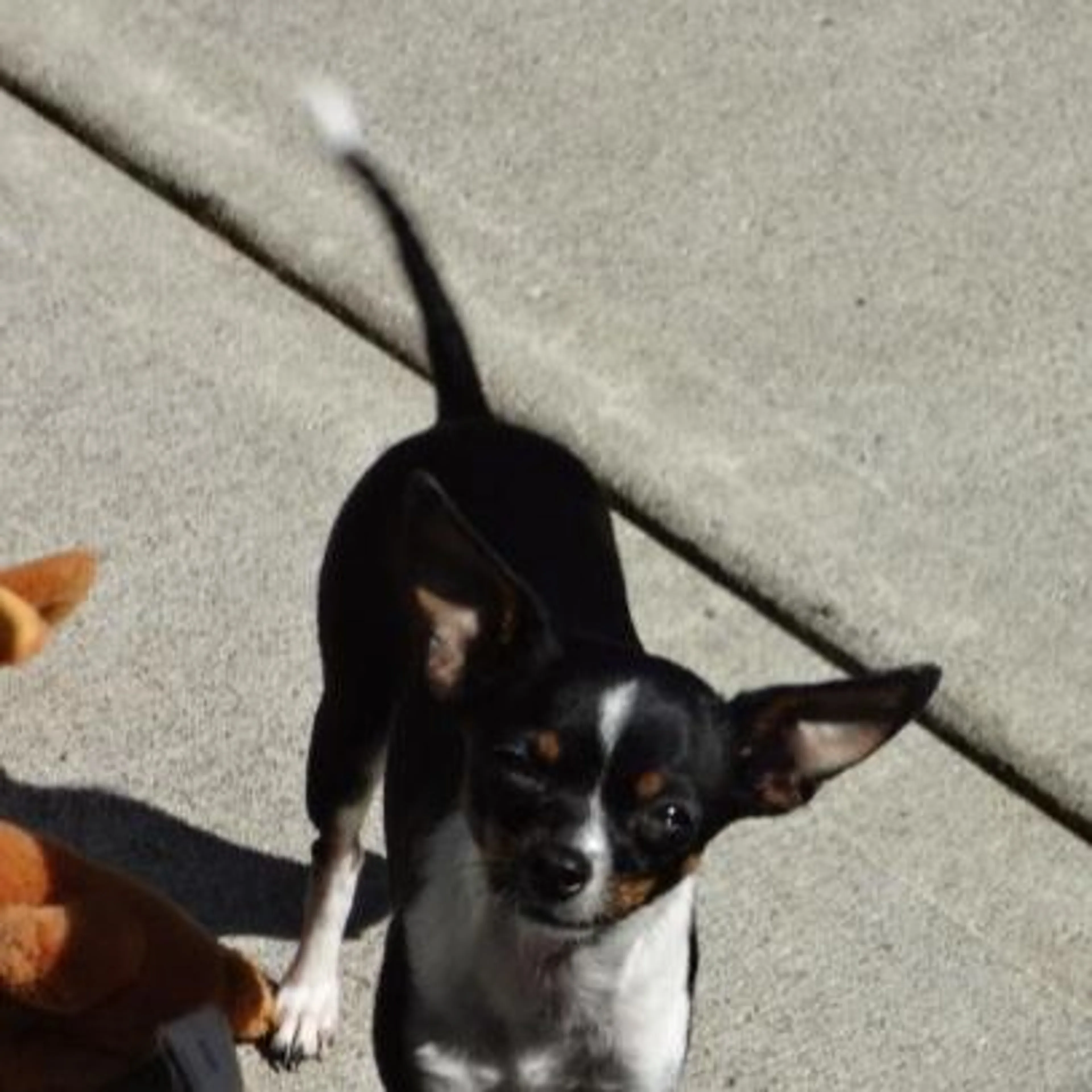 Lost pet